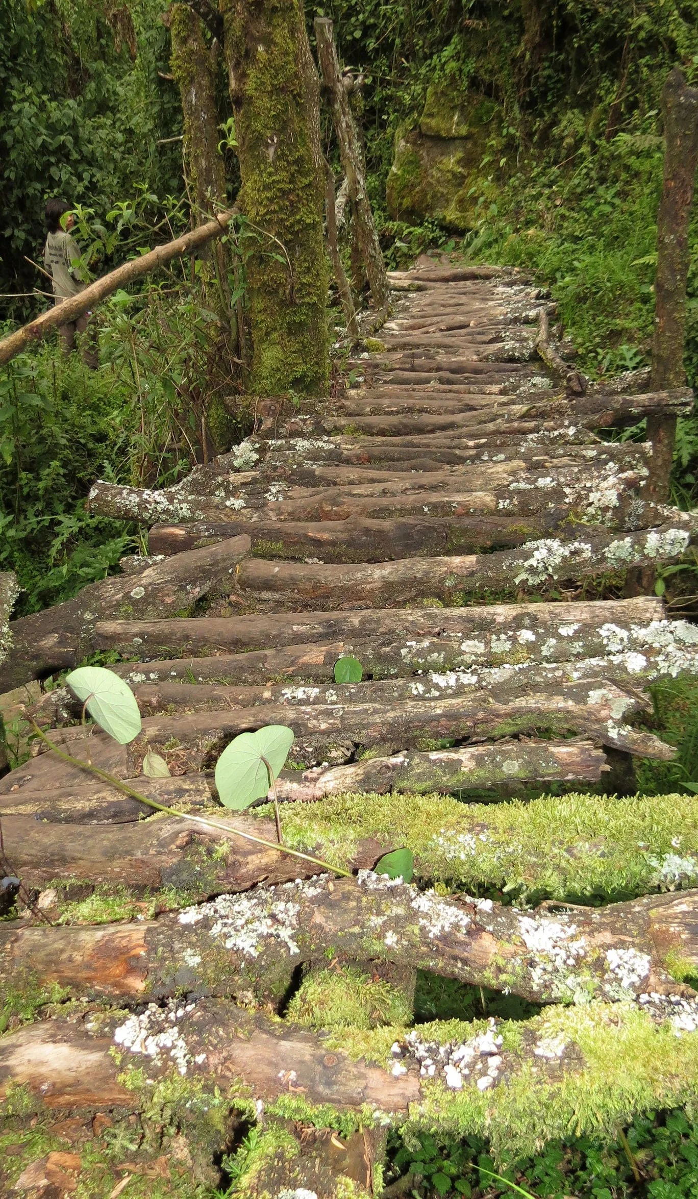 RWENZORI NATIONAL PARK UGANDA (100).JPG