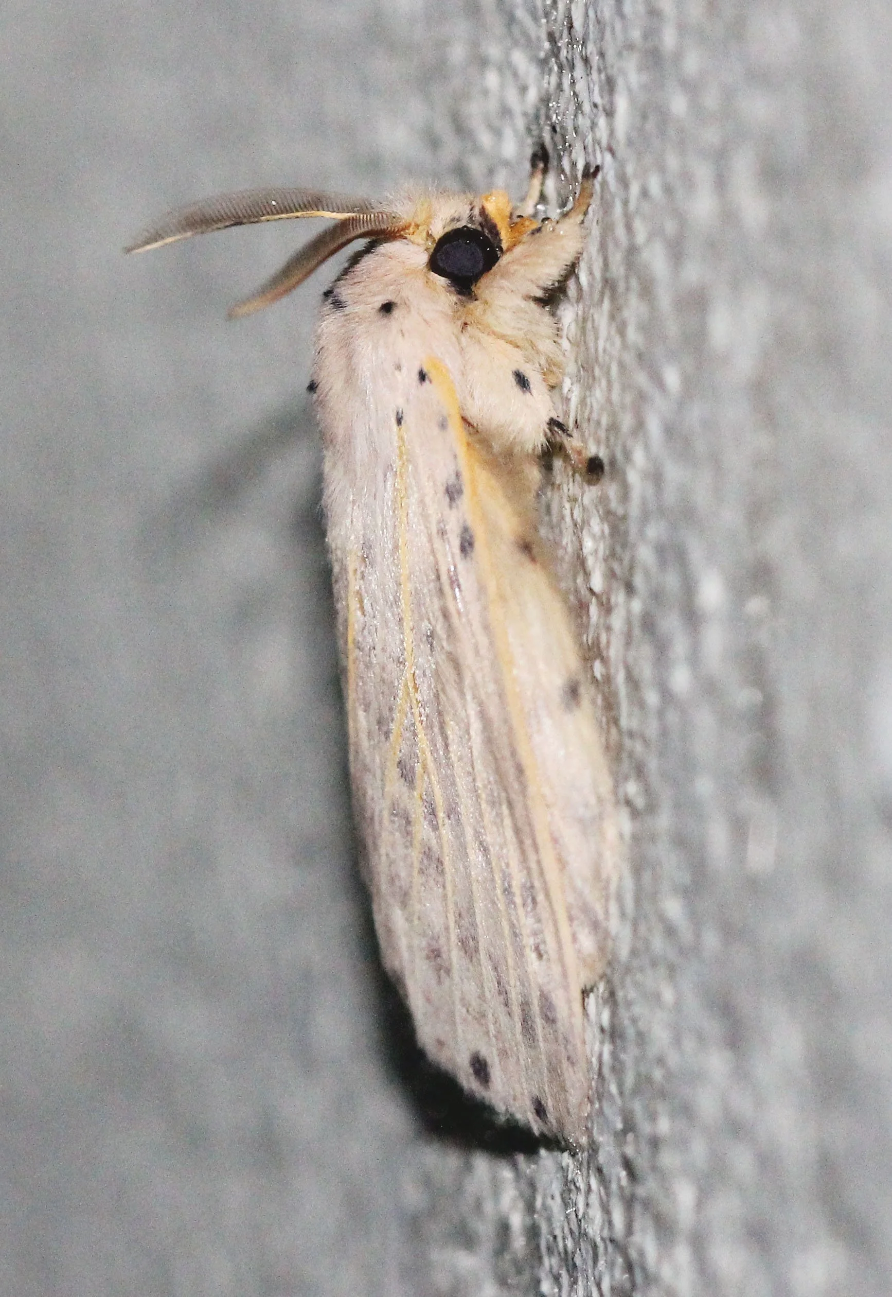 Erebidae -Spilosoma lubricipeda - Koh Lanta, Thailand 