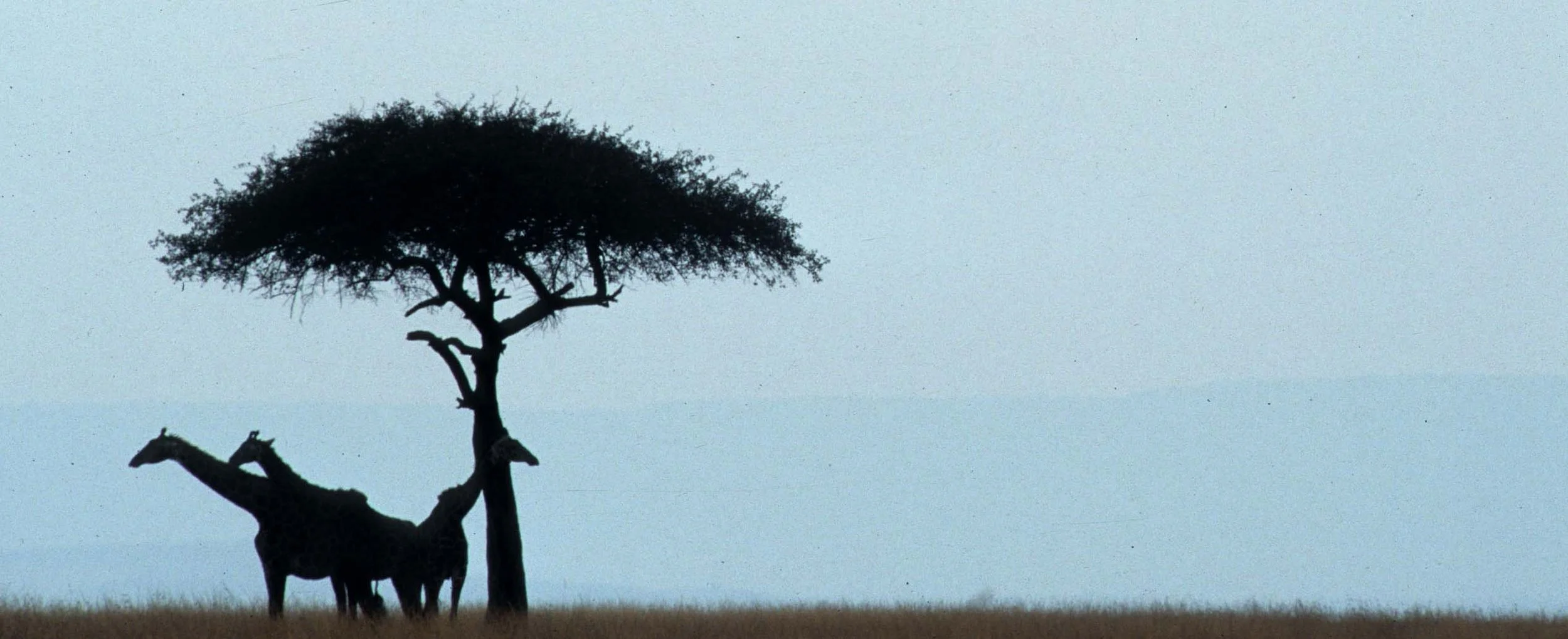 GIRAFFE-MASAI-SERENGETI 14.jpg