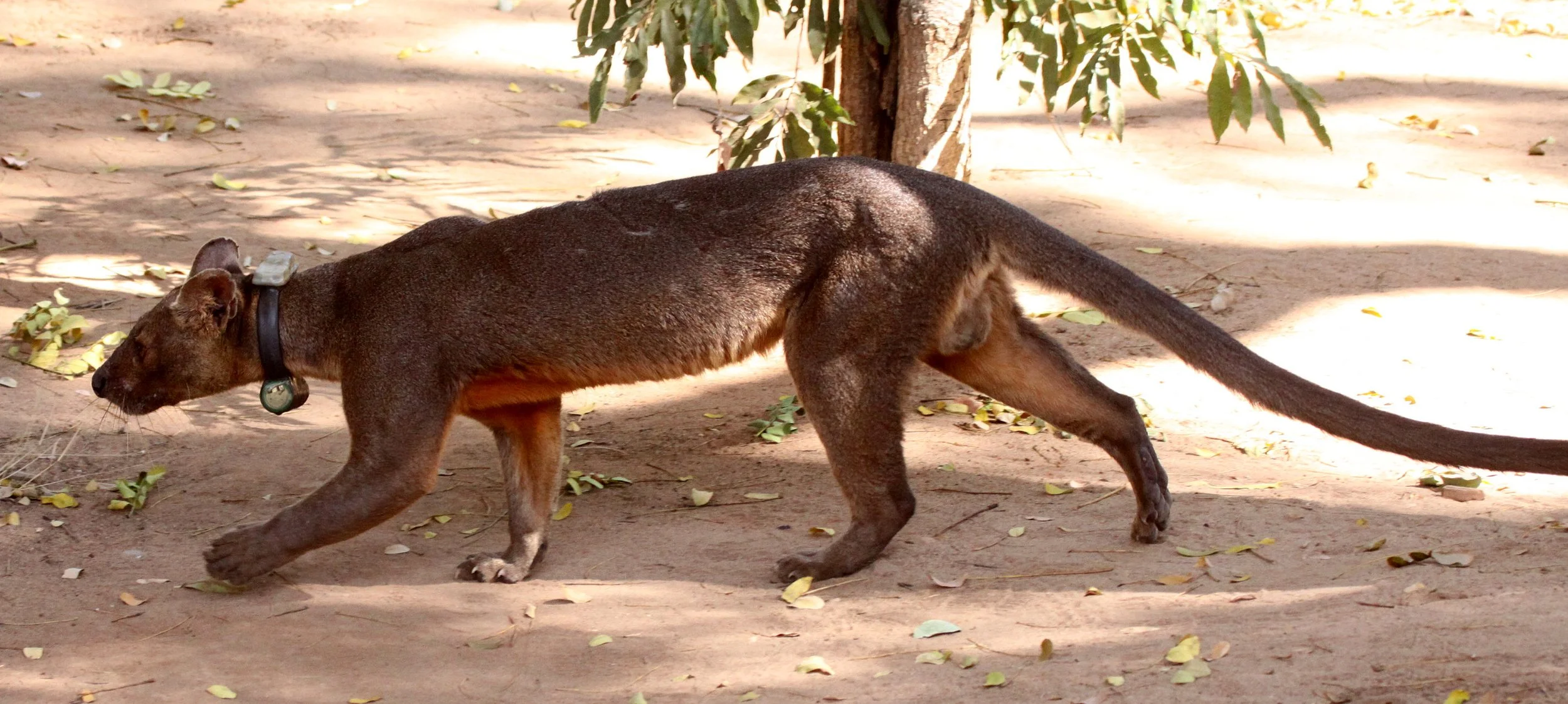 Cryptoprocta ferox - FOSSA - FAMILY EUPLERIDAE - KIRINDY NATIONAL PARK - MADAGASCAR (49).JPG