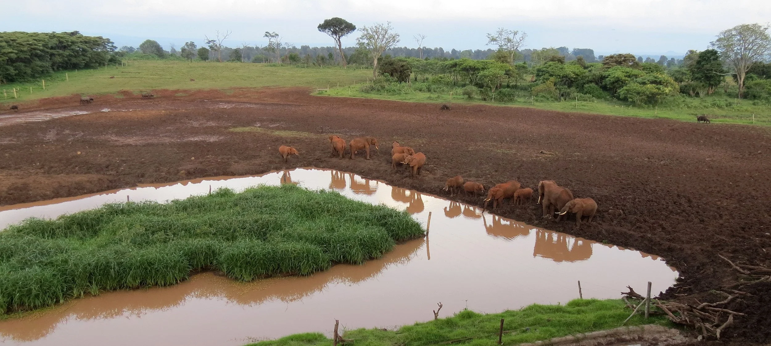 ABERDERES NATIONAL PARK KENYA - TREETOPS LODGE (25).JPG