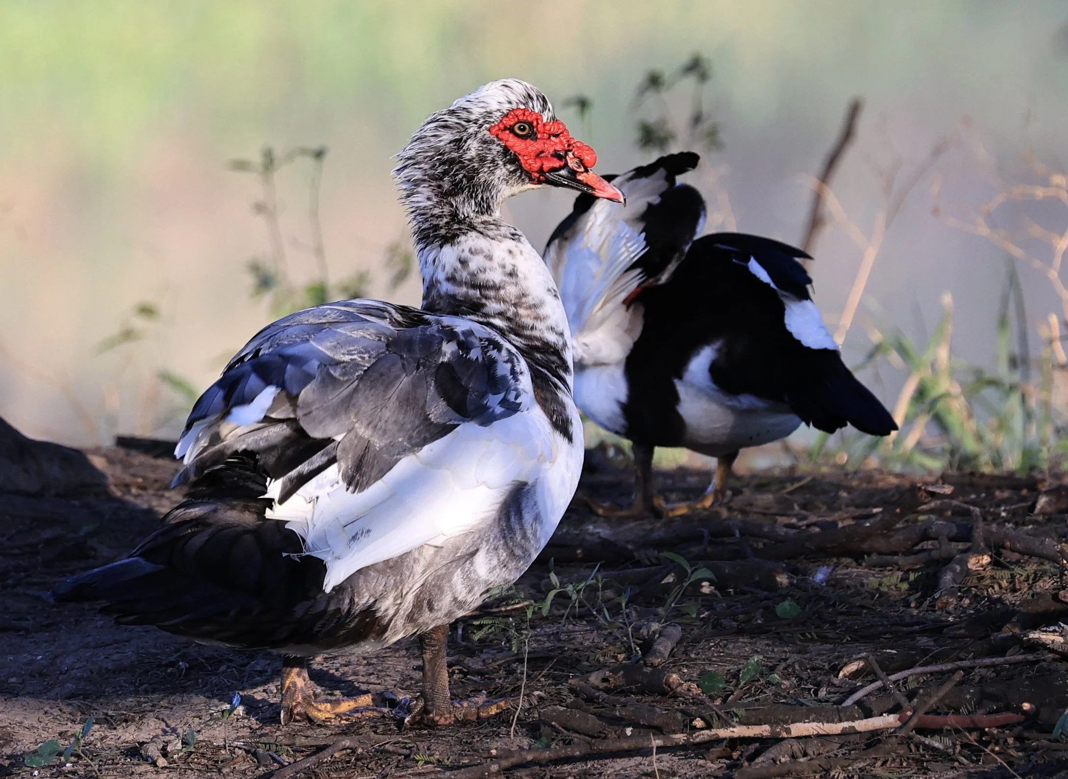 Muscovy Duck (Cairina moschata) Hotel Iparoma Campestre Paraguay (6).jpg