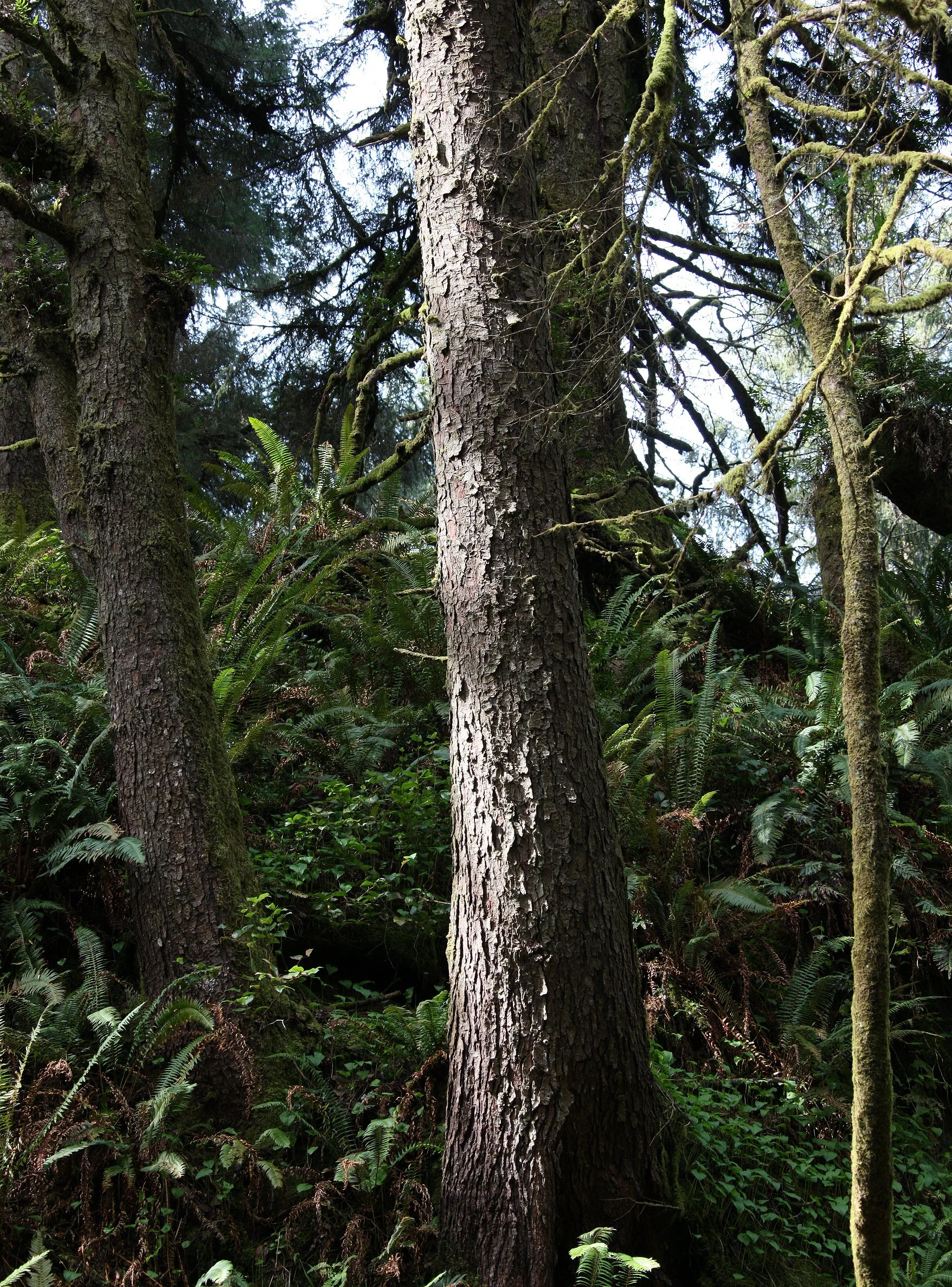 PINACEAE - PICEA SITCHENSIS - SITKA SPRUCE - PRAIRIE CREEK STATE PARK FERN CANYON (2).JPG
