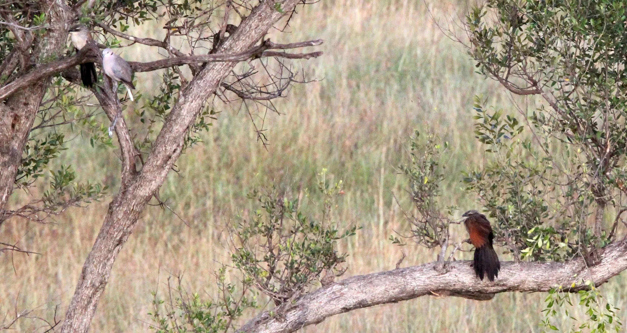 White-browed Coucal or Lark-heeled Cuckoo (Centropus superciliosus) Masai Mara NP Kenya (12).JPG