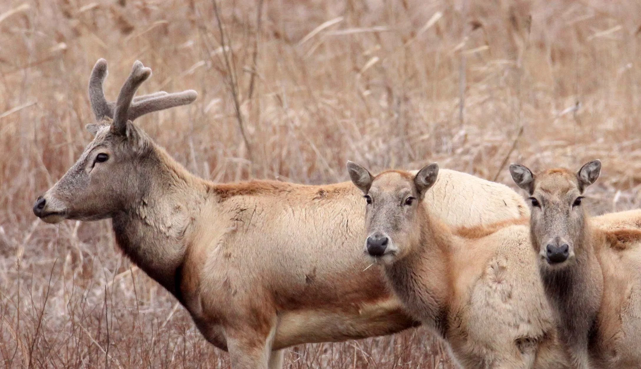 Elaphurus davidianus - PERE DAVID'S DEER- YANCHENG CHINA (13).JPG