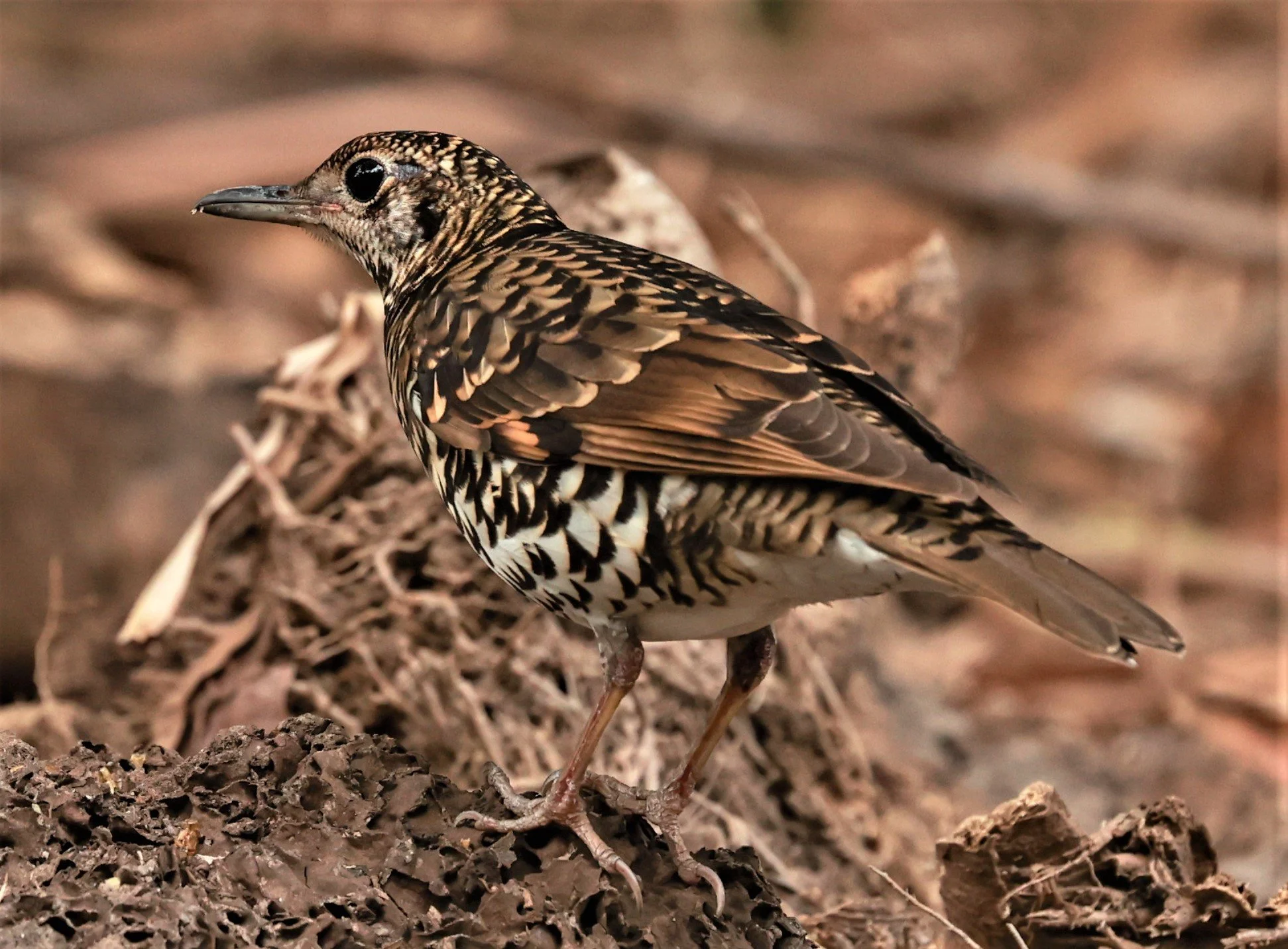 White's Thrush (Zoothera aurea) Putthamonthon Park Nakhon Pathom Thailand (29).jpg