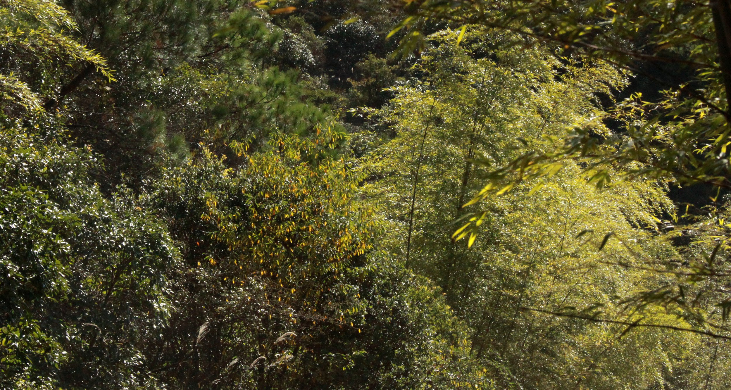 MEIHUASHAN - FUJIAN CHINA (2).JPG