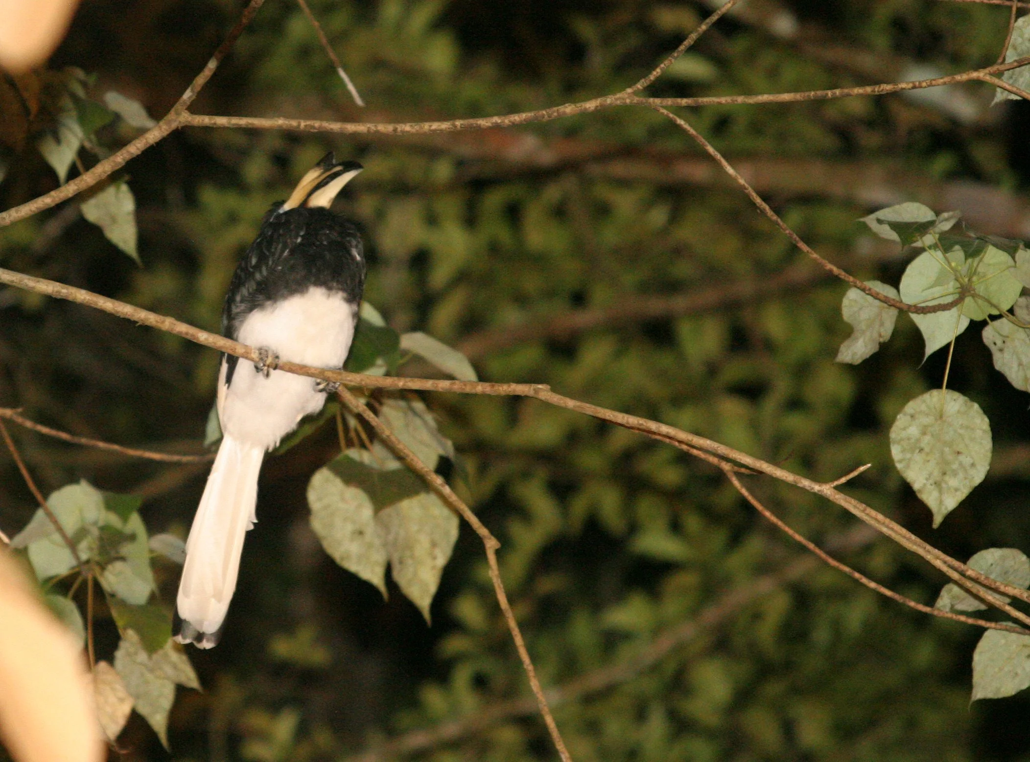 Anthracoceros albirostris convexus - ORIENTAL PIED HORNBILL - TABIN WILDLIFE RESERVE BORNEO - SLEEPING.JPG