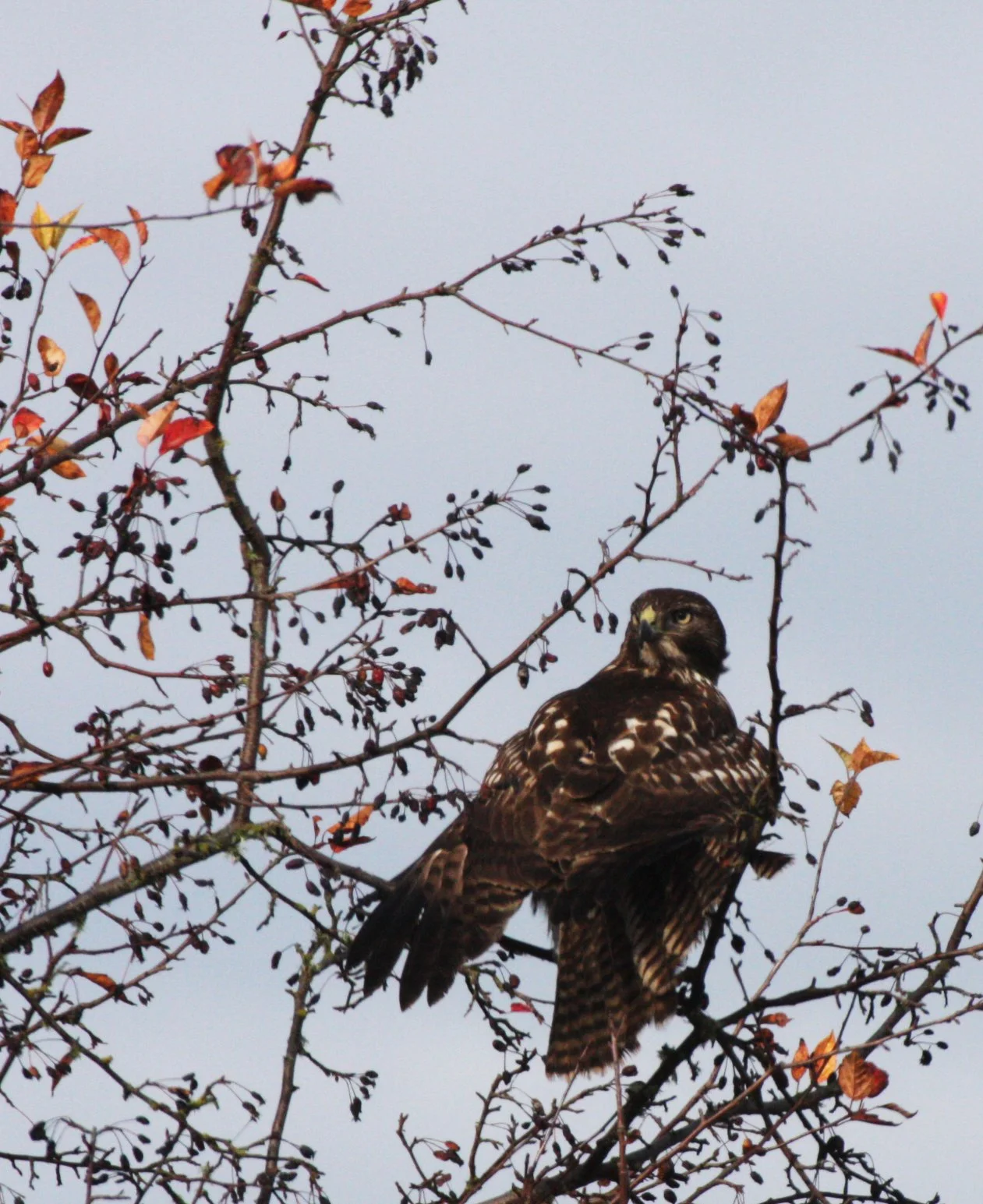 Buteo jamaicensis - RED-TAILED HAWK - JAMESTOWN WA (8).JPG