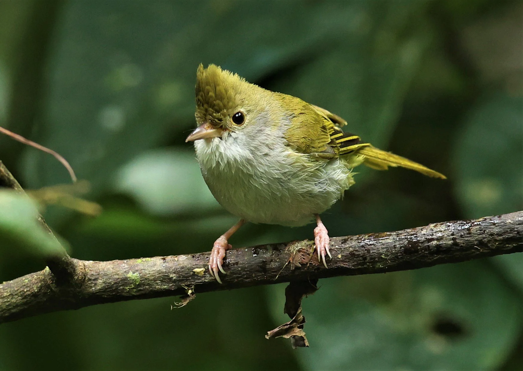 White-bellied Erpornis (Erpornis zantholeuca) Doi Inthanon NP Chiang Mai Thailand (24).JPG