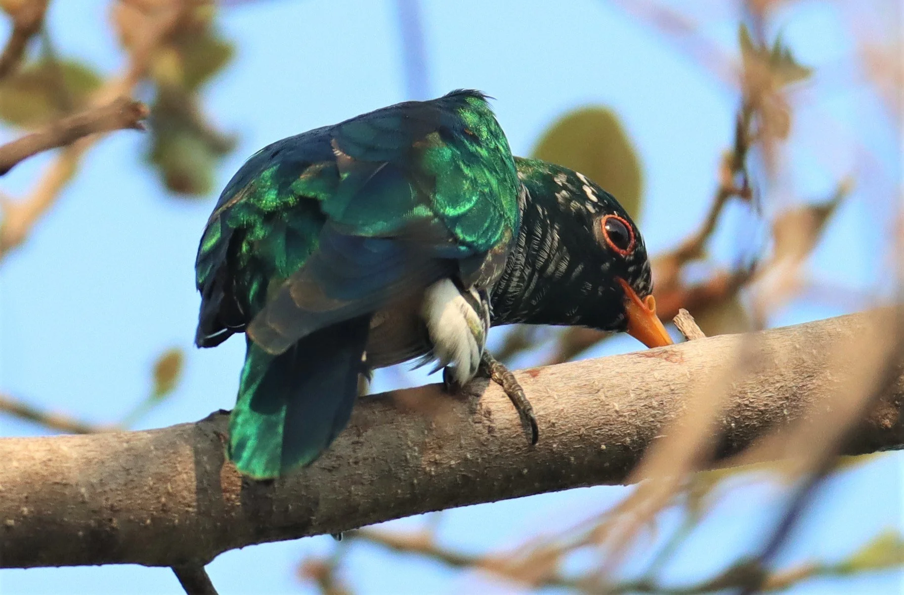 Asian Emerald Green Cuckoo (Chrysococcyx maculatus) Rama IX Park Bangkok (25).jpg