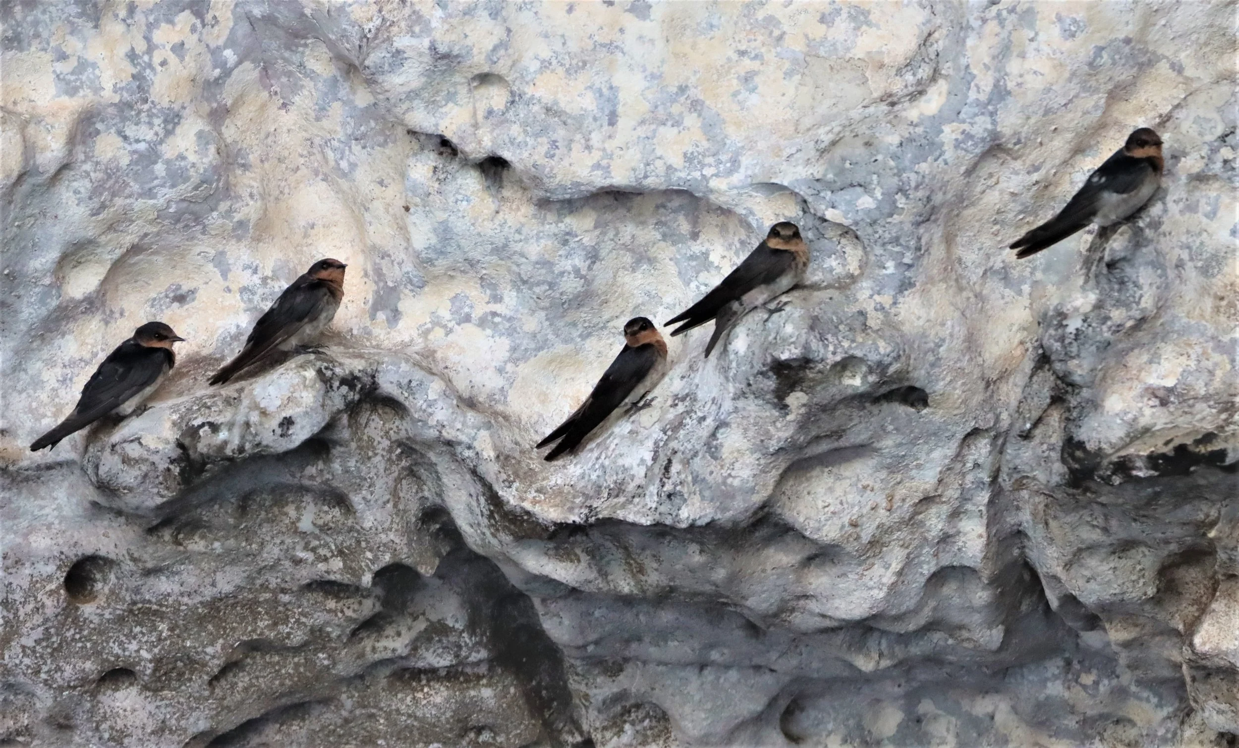 Barn Swallow (Hirundo rustica) Ao Phang Nga NP Thailand (7).jpg