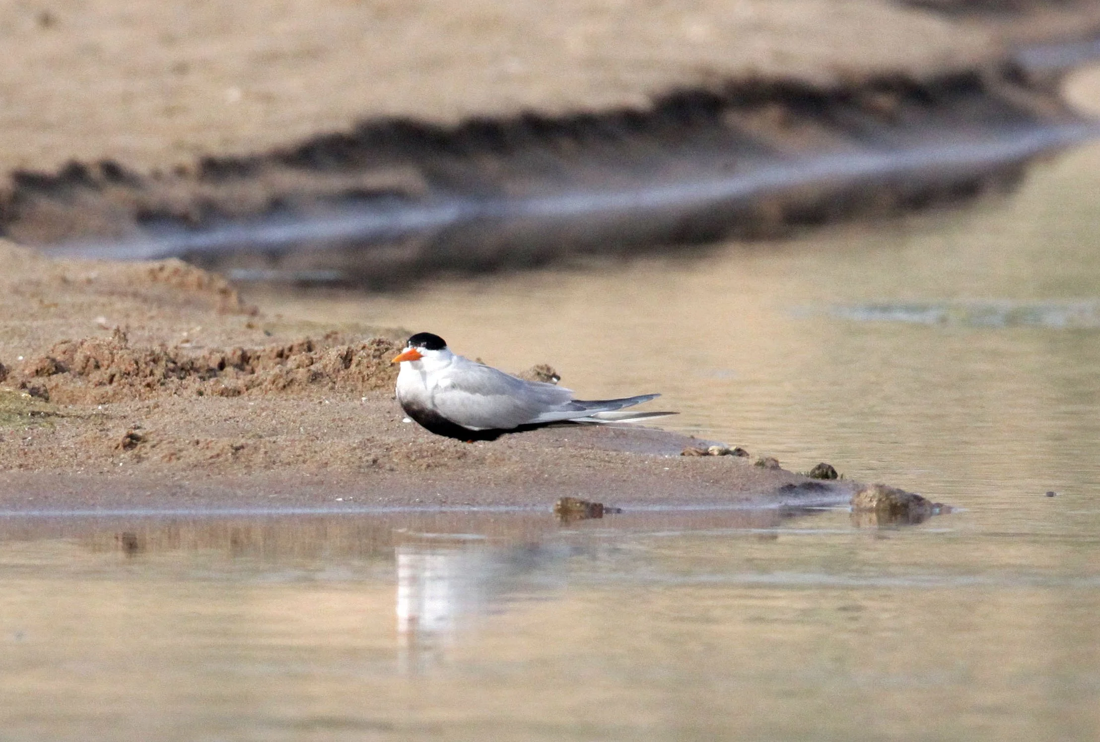 BIRD - TERN - BLACK-BELLIED TERN - CHAMBAL RIVER SANCTUARY INDIA (6).JPG
