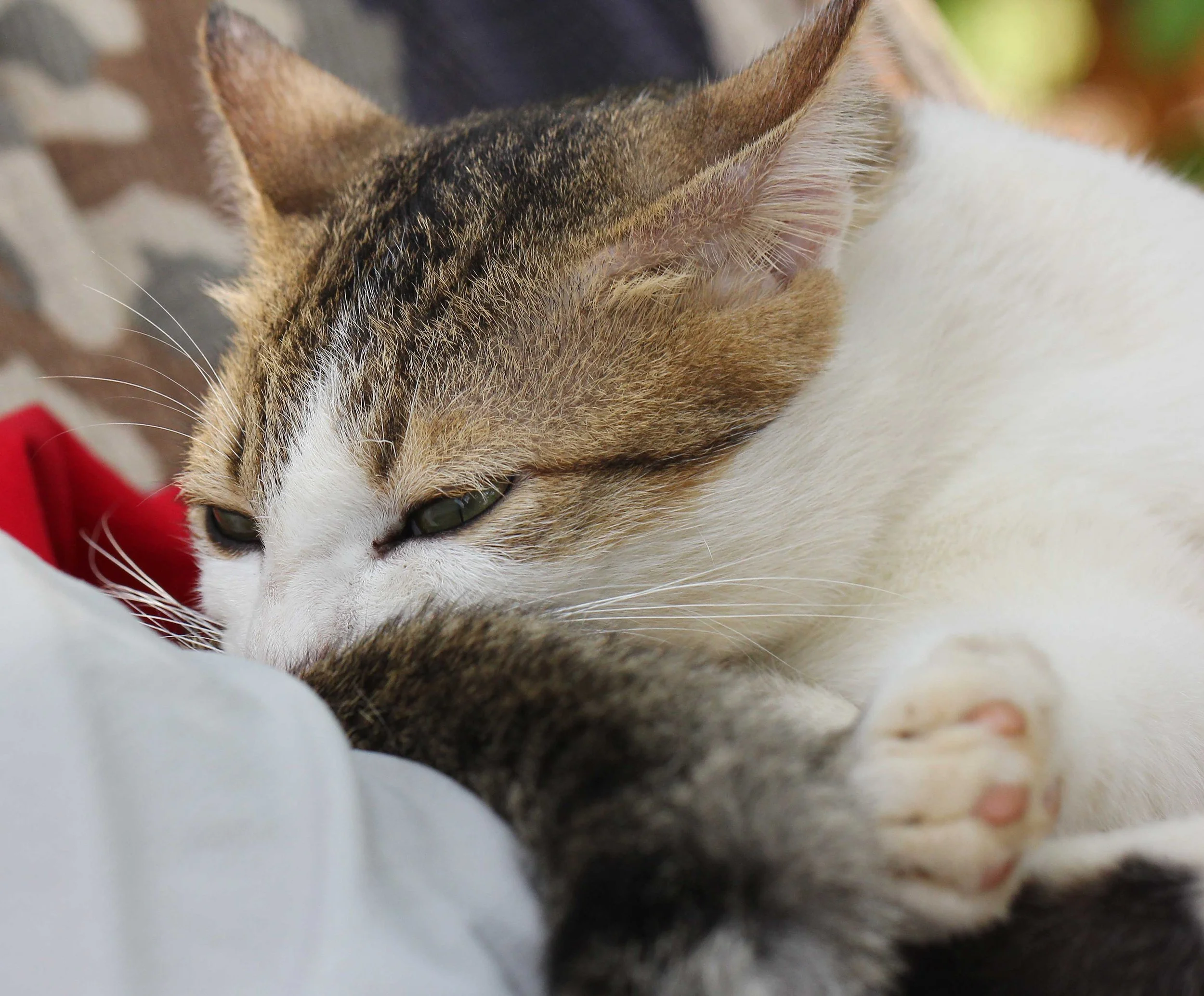 2015 Koh Lanta Songkran with friends from ISB (726).JPG