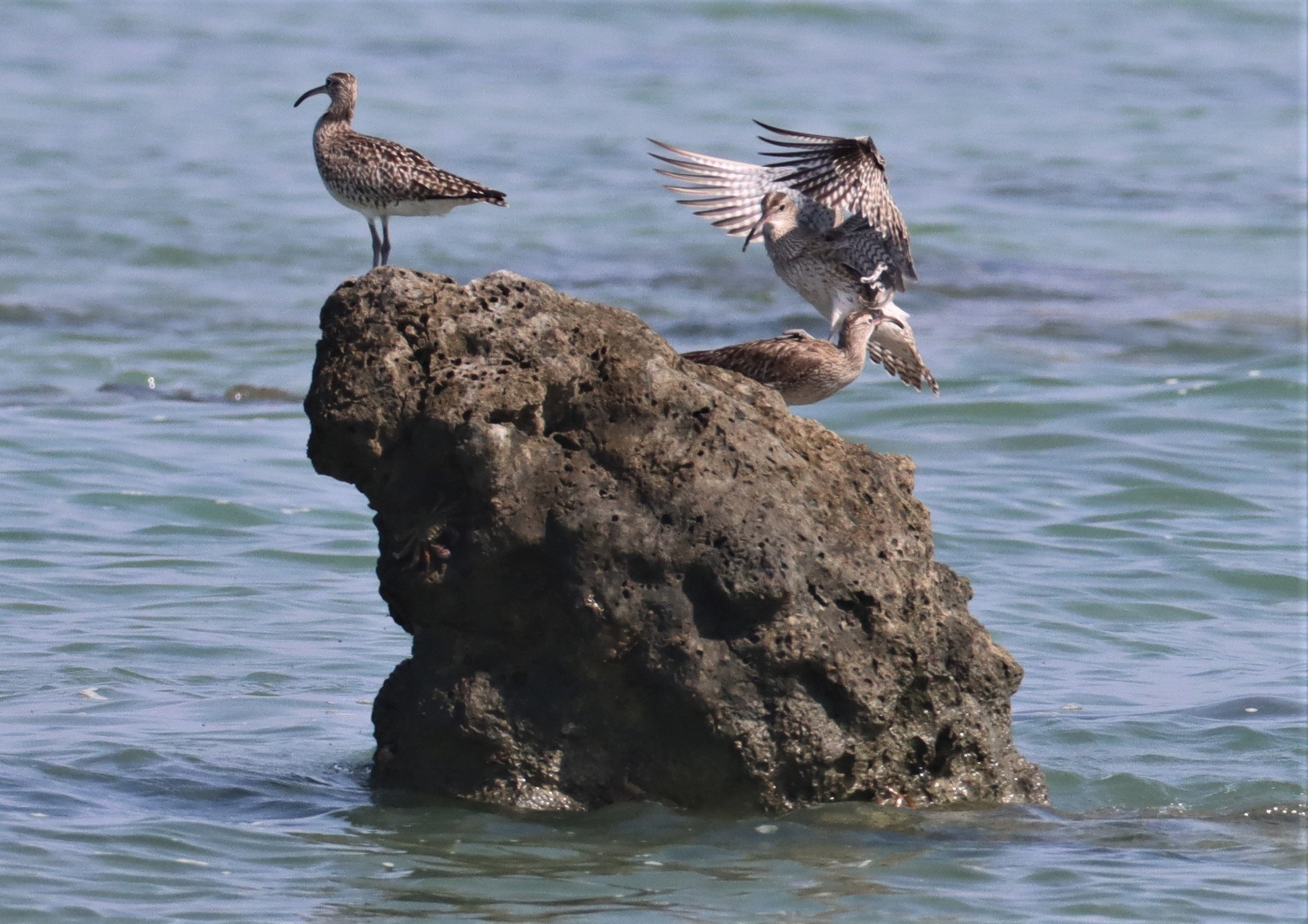 WHIMBREL - Numenius phaeopus - LAEM PAKARAM  PHANG NGA (44).jpg
