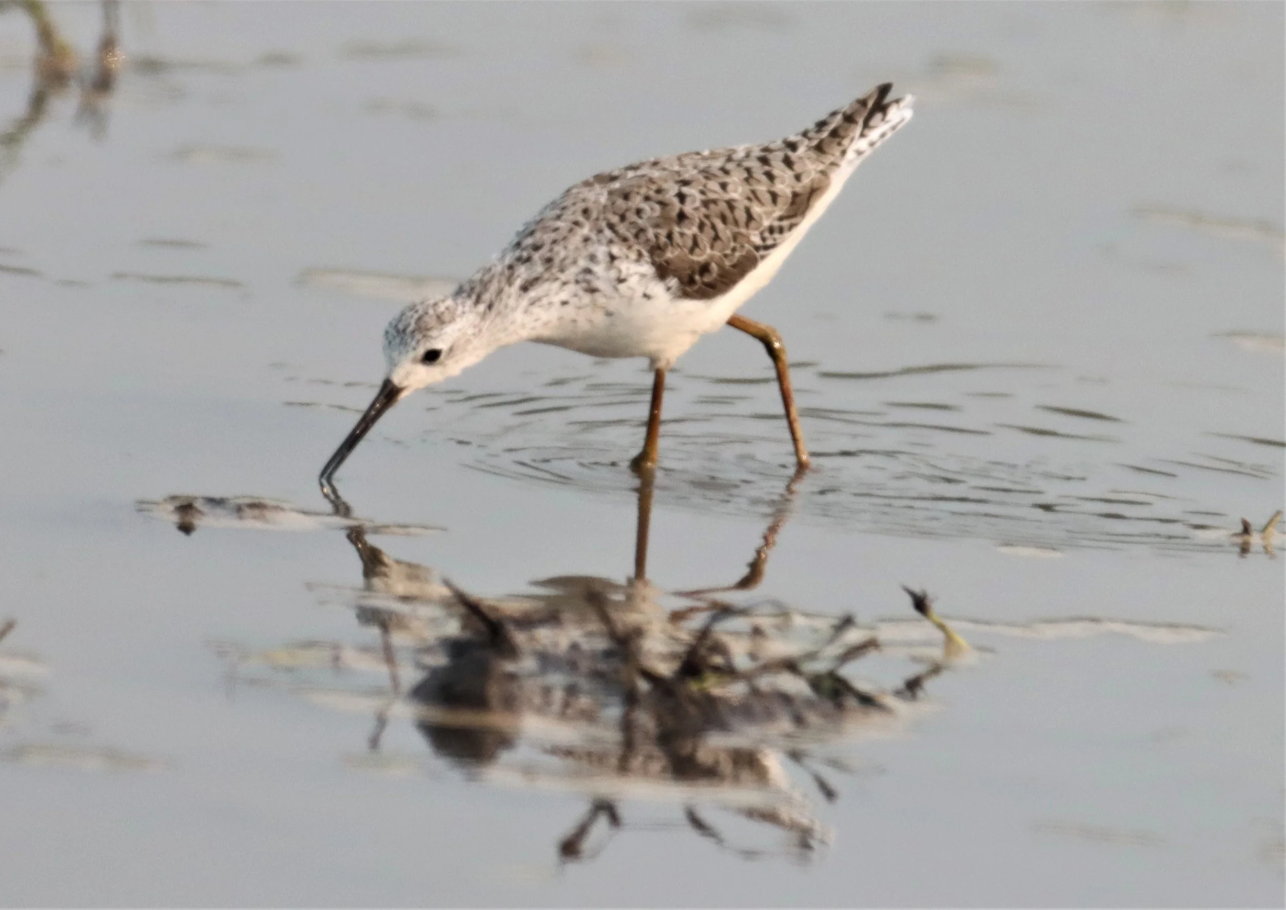 SANDPIPER - MARSH SANDPIPER - Tringa stagnatilis - PATHUM THANI RICE RESEARCH CENTER (2).jpg