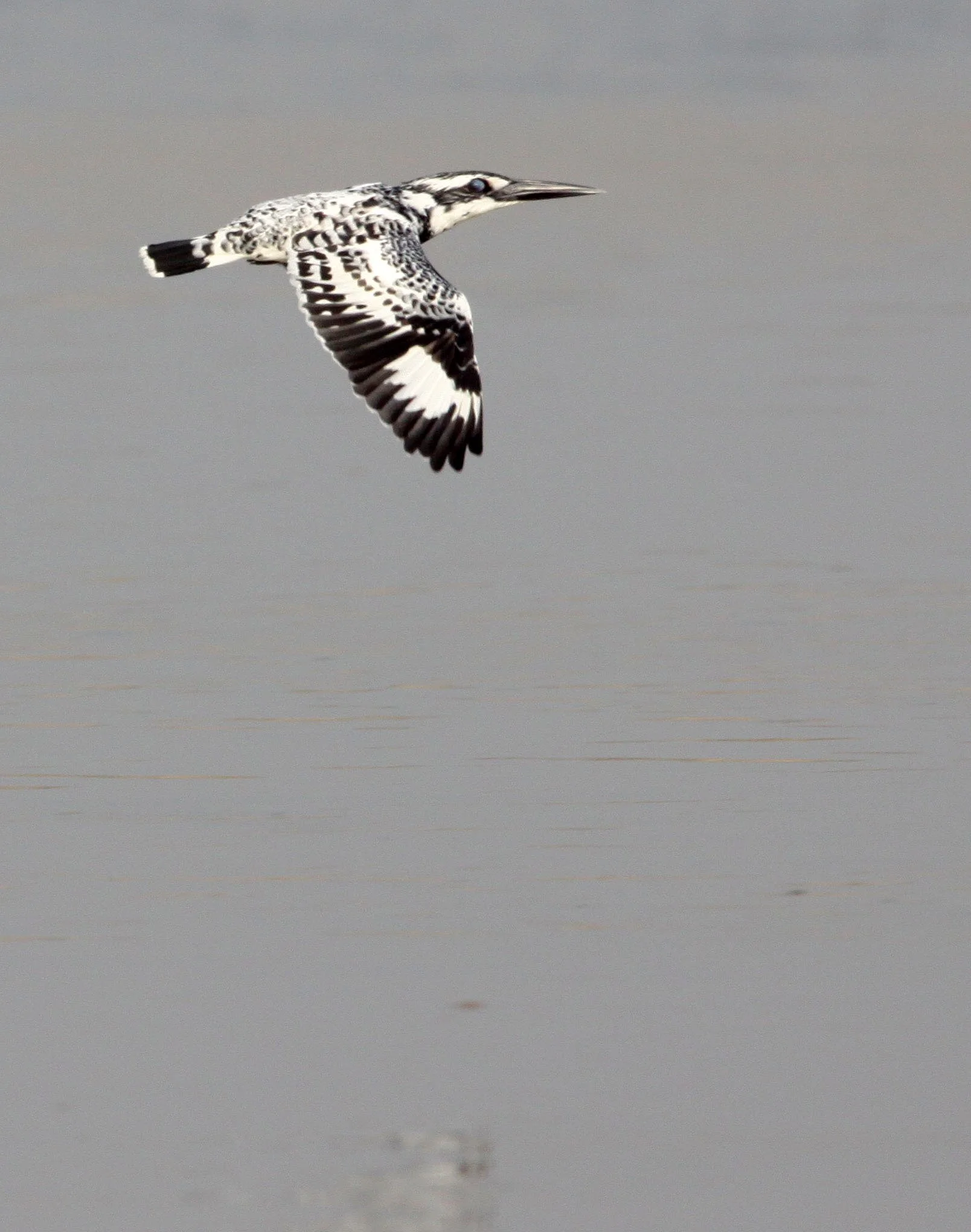 Ceryle rudis - PIED KINGFISHER - CERYLE RUDIS - NANJI HILL RESERVE - POYANG LAKE, JIANGXI PROVINCE, CHINA (40).JPG
