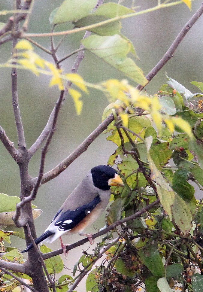 Chinese Grosbeak (Eophona migratoria) Nanji Hill Reserve, Poyang Lake, Jiangxi China (26).JPG