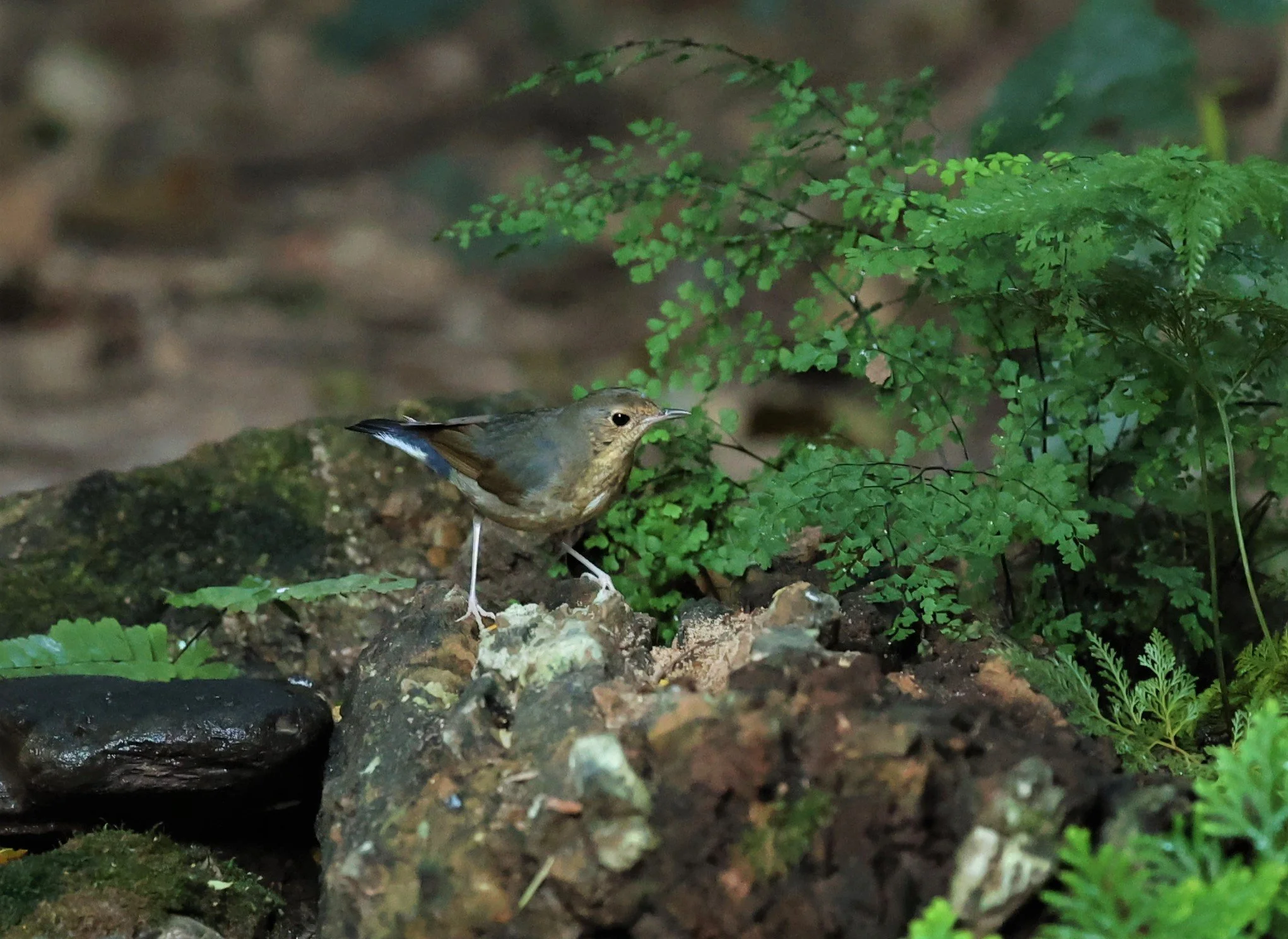 ROBIN - SIBERIAN BLUE ROBIN - Luscinia cyane - PETCHABURI PROVINCE - NUY HIDE NEAR KAENG KRACHAN JAN 2022 (11).jpg