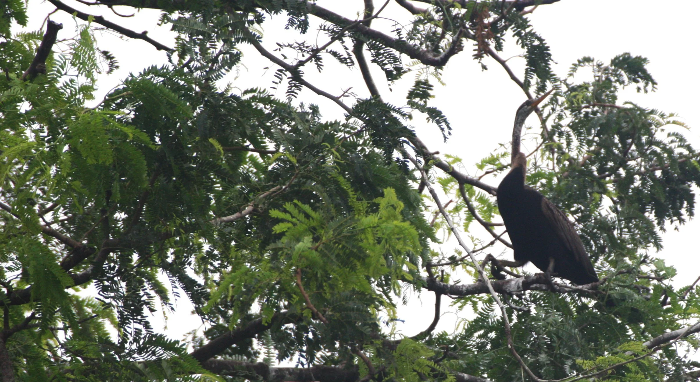 DARTER - Anhinga melanogaster - BUENG BORAPHET THAILAND (12).JPG
