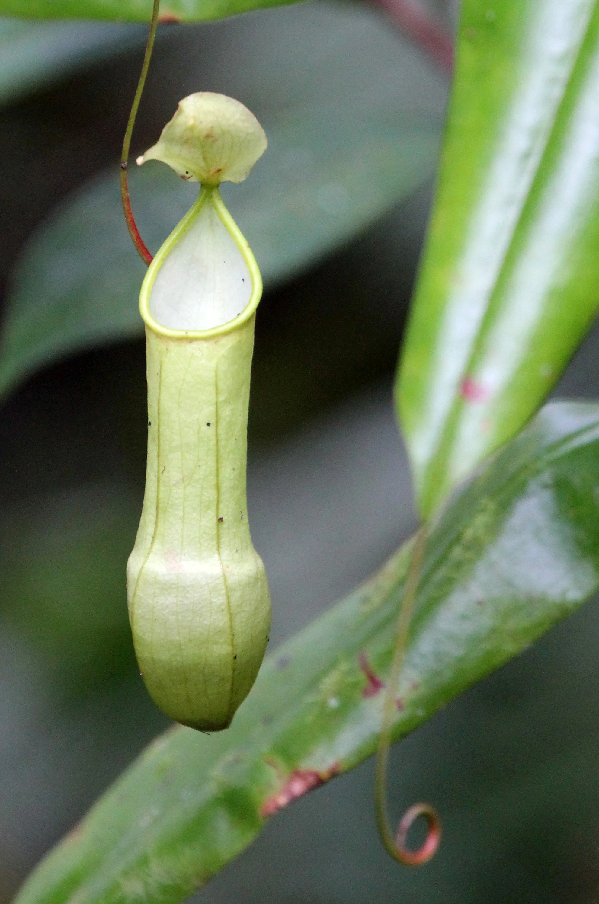 SINGHARAJA NATIONAL PARK SRI LANKA - NEPENTHES SPECIES (3).JPG