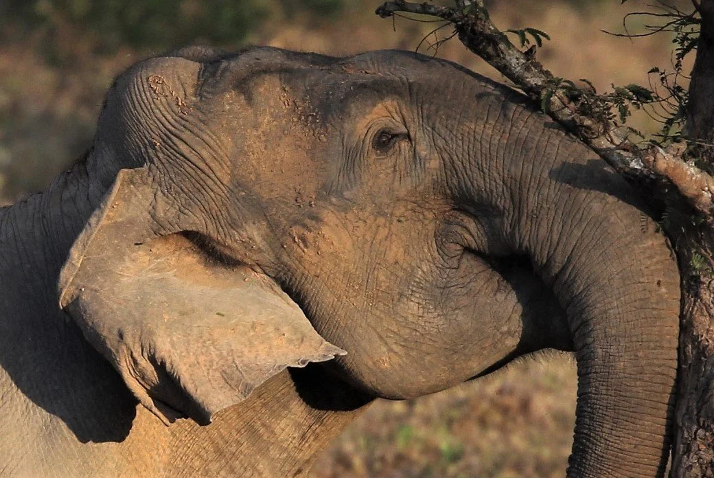 Elephants (Elephas maximus indicus) love the tamarind fruit.  Kui Buri is a great example of a community based tourism venture where local farmers who have had their farms raided by elephants over the years are able to make money by taking tourists i