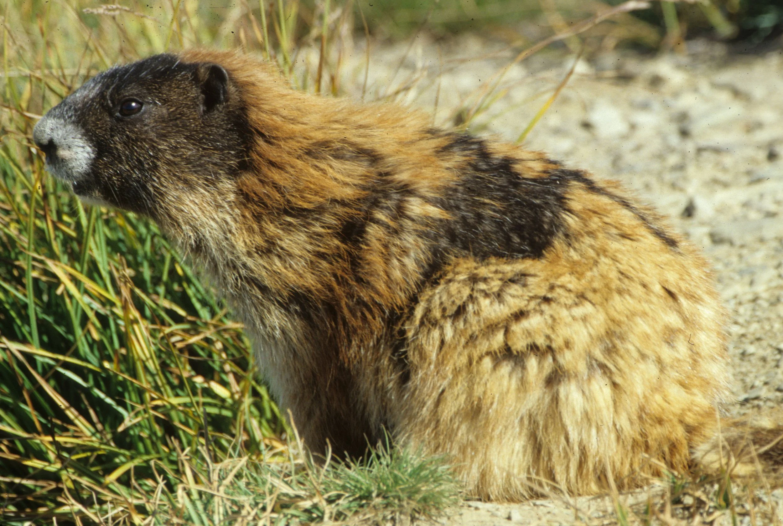 RODENTIA - MARMOT - OLYMPIC - MARMOTA OLYMPICA K.jpg