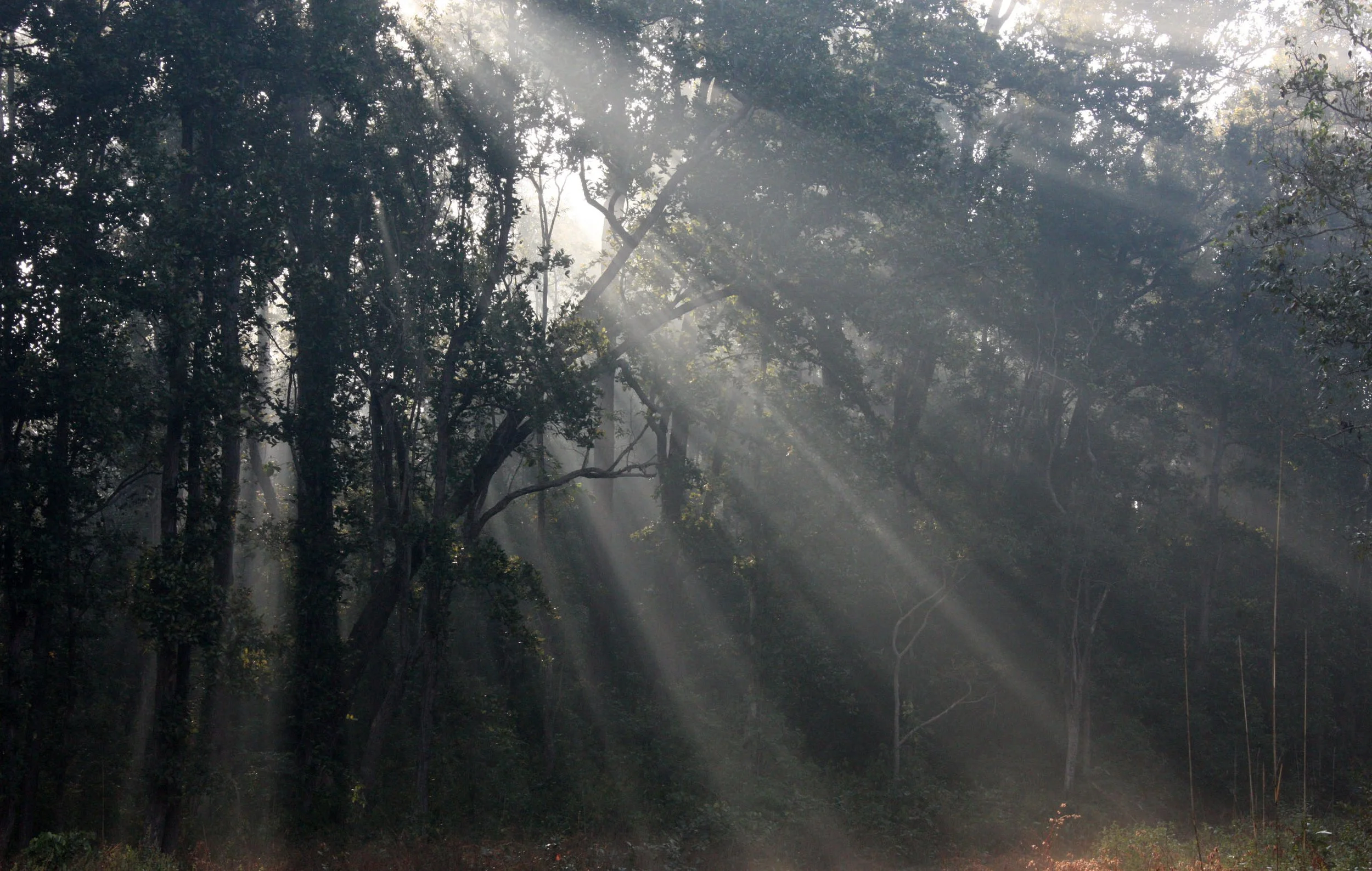 MADHYA PRADESH - KANHA NATIONAL PARK MADHYA PRADESH INDIA (15).JPG