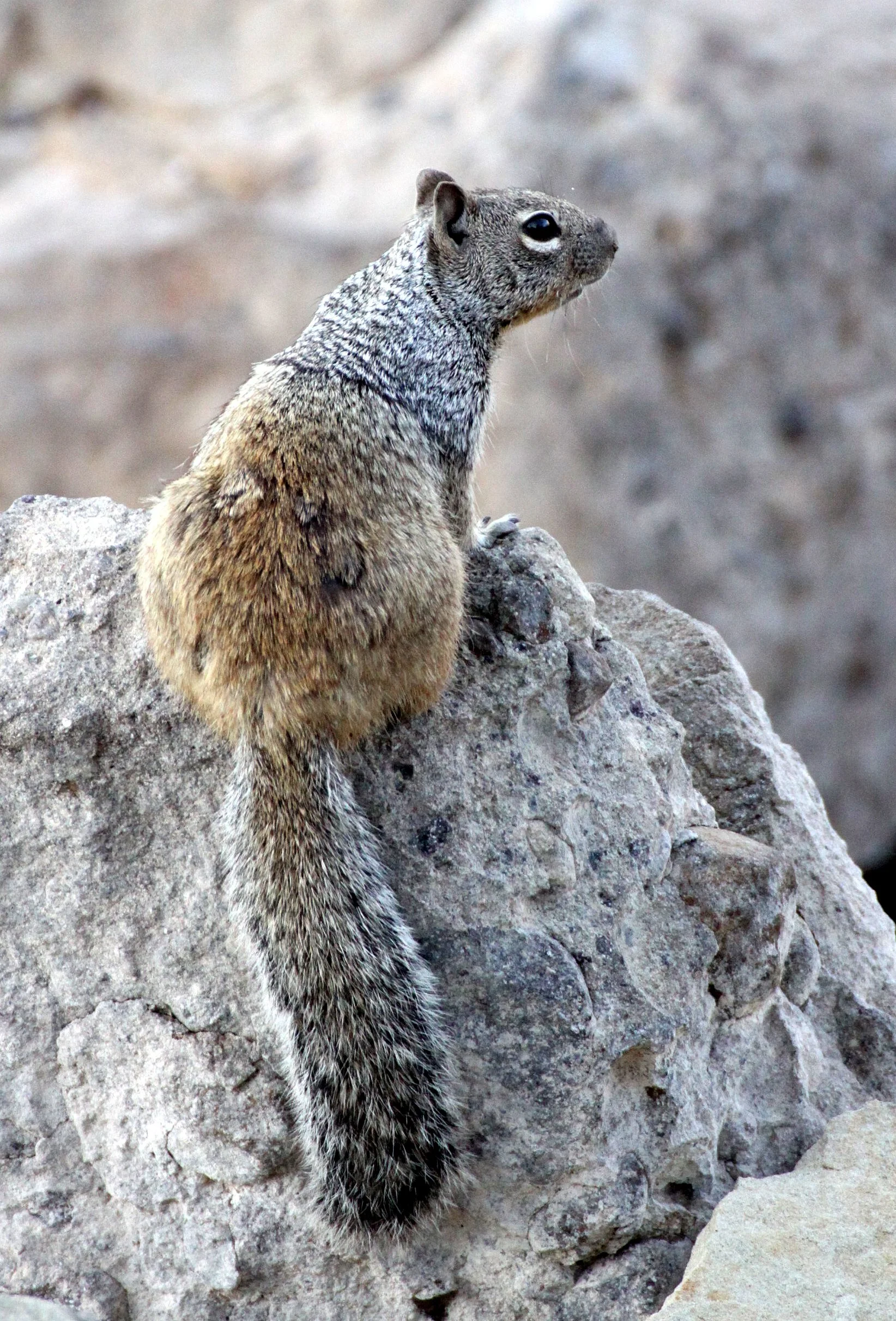 Otospermophilus variegatus grammurus - ROCK SQUIRREL - ELEPHANT BUTTE NEW MEXICO - DAM SITE MARINA (30).JPG