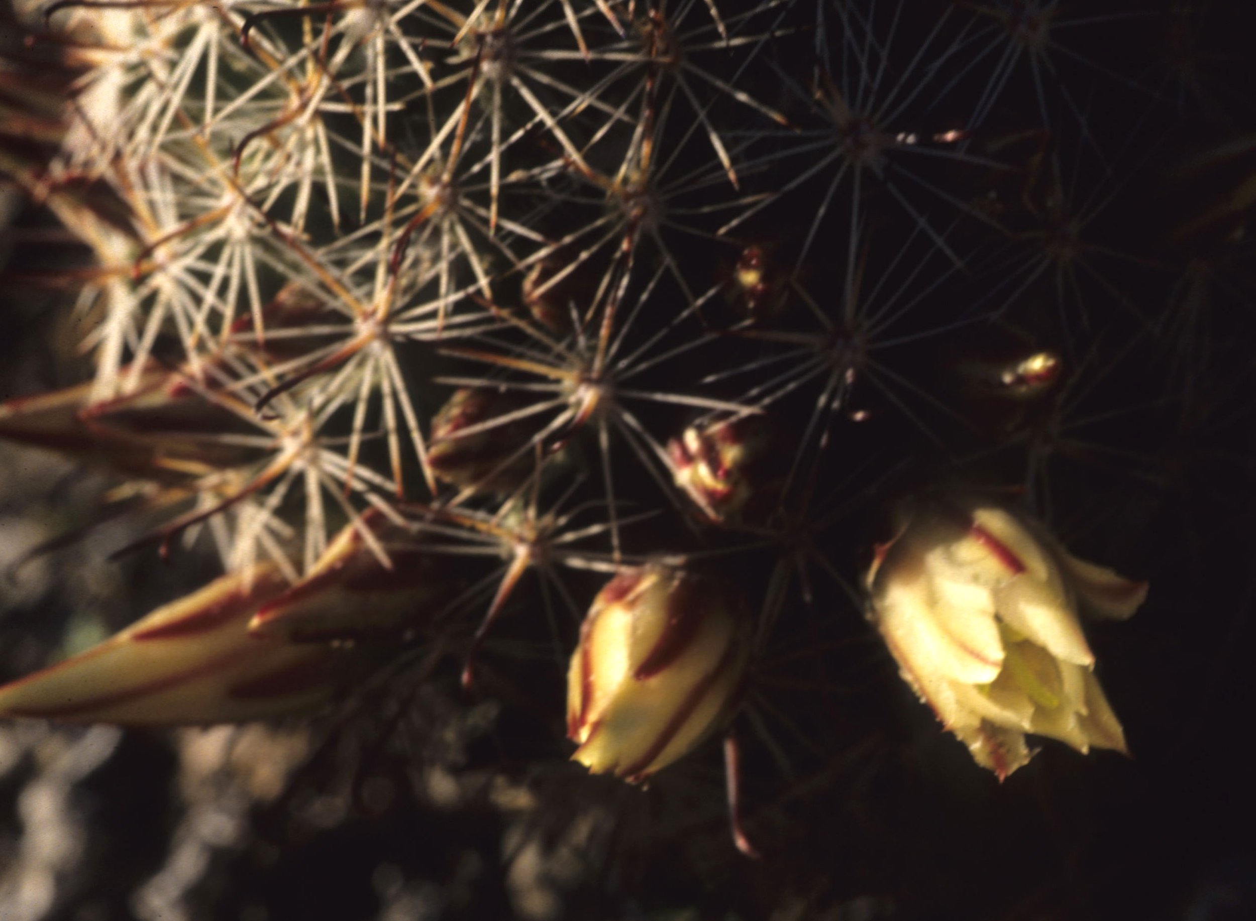 ANZA BORREGO - CORYPANTHA VIVIPARA - PINCUSHION CACTUS.jpg