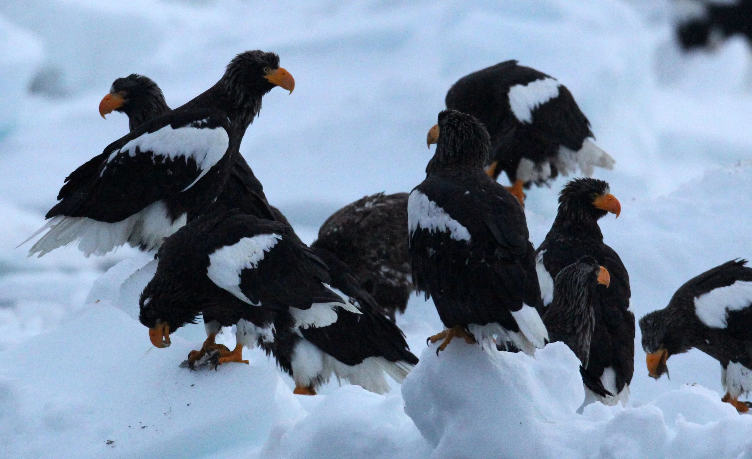BIRD - EAGLE - STELLER'S SEA EAGLE - RAUSU, SHIRETOKO PENINSULA, HOKKAIDO JAPAN (98).JPG