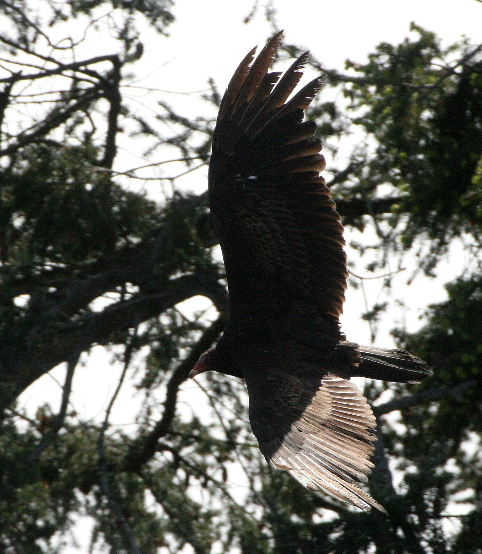 BIRD - VULTURE - TURKEY VULTURE - LAKE FARM BLUFFS WASHINGTON (48).JPG