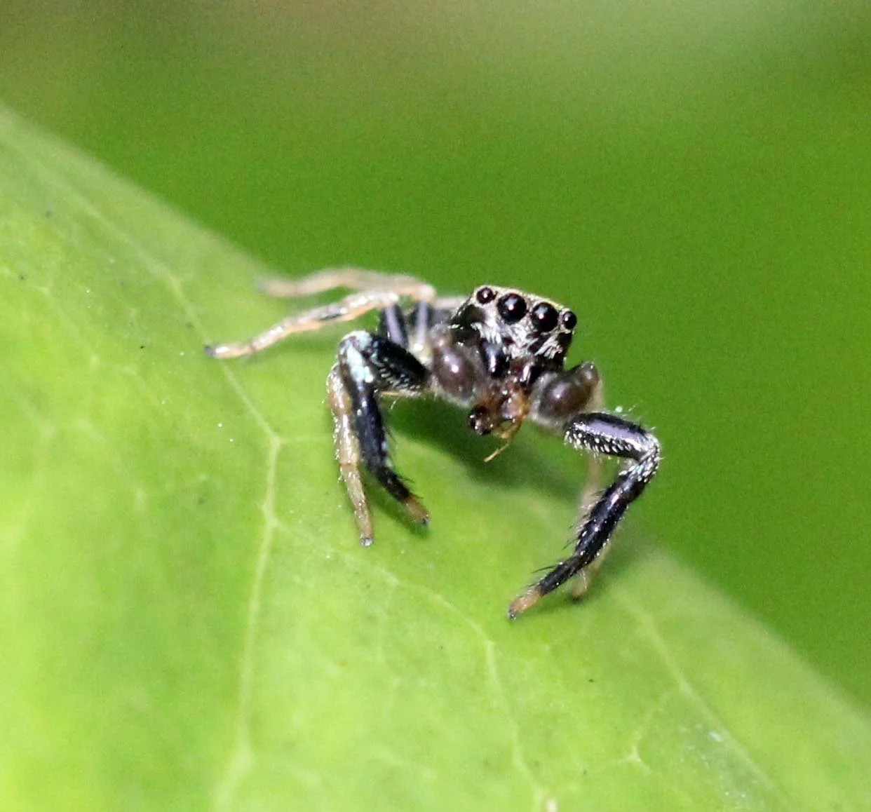 2013 in Nakhonsithammarat and some Krabi with Family (90).JPG