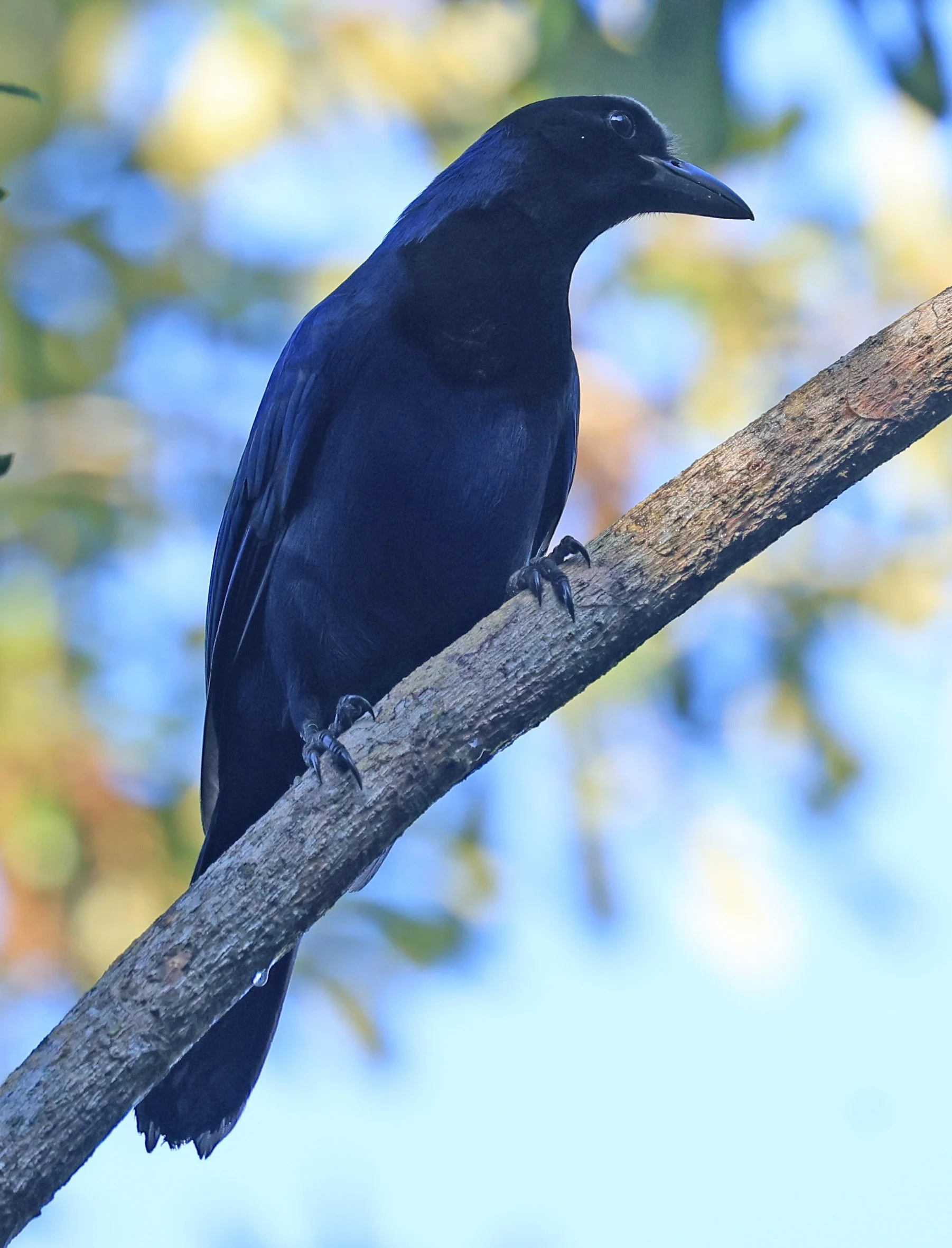 Azure Jay (Cyanocorax caeruleus) Superagui National Park, Brazil (25).jpg