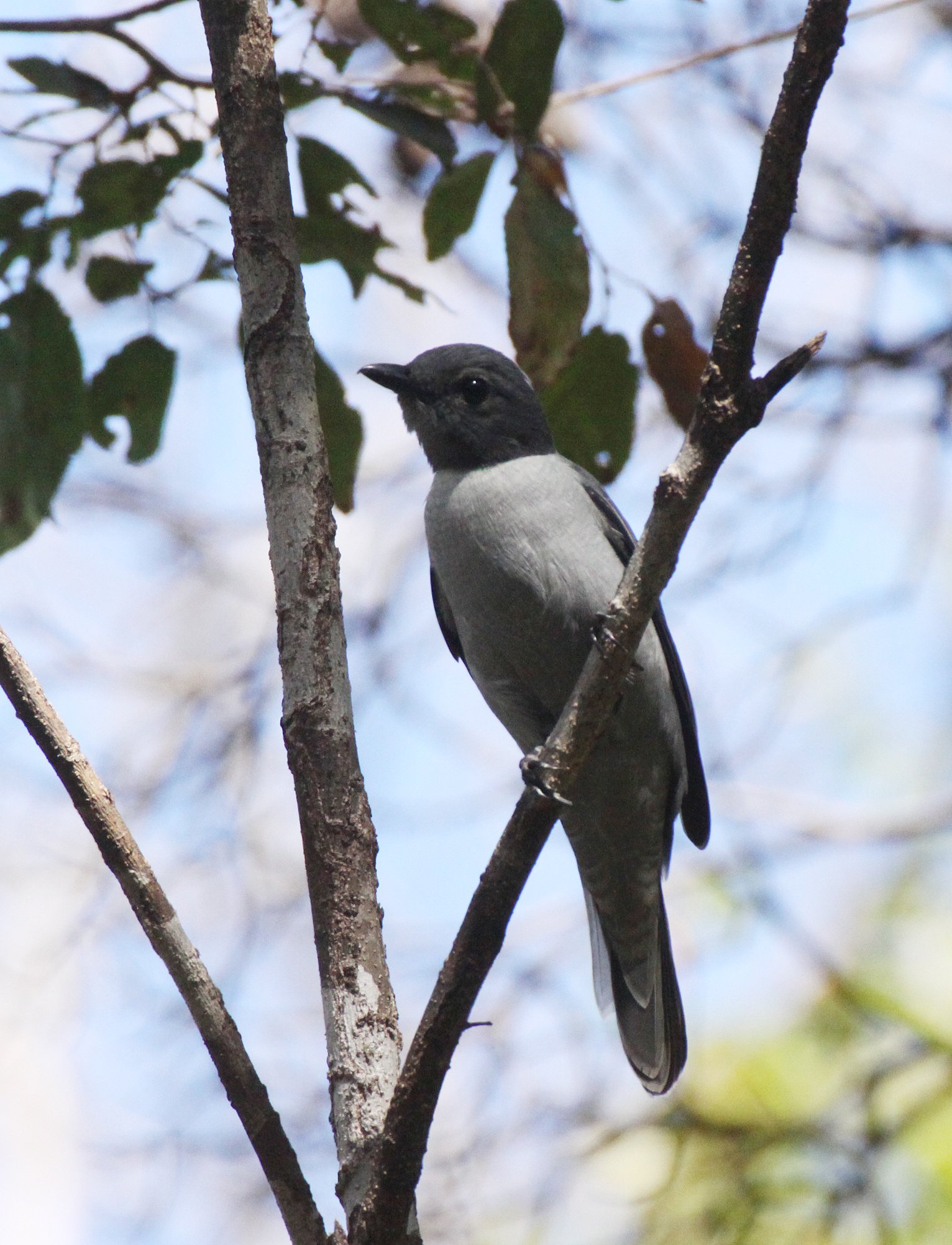 Madagascar Cuckooshrike (Ceblepyris cinereus) Ankarana NP Madagascar (8).JPG