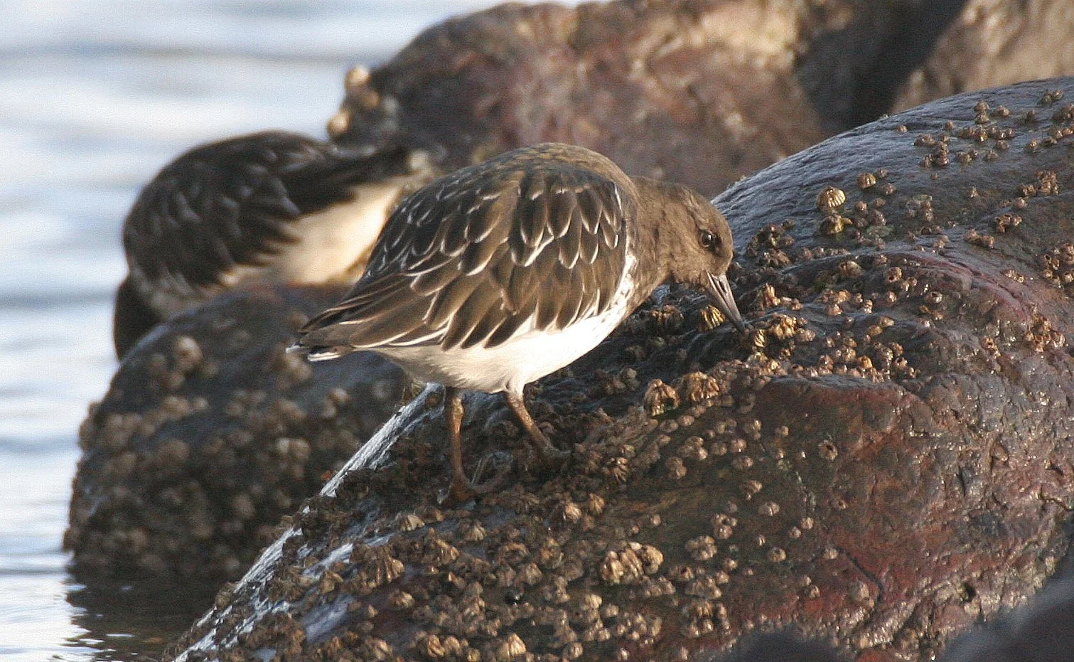BIRD - TURNSTONE - BLACK TURNSTONE - PA HARBOR (31).jpg