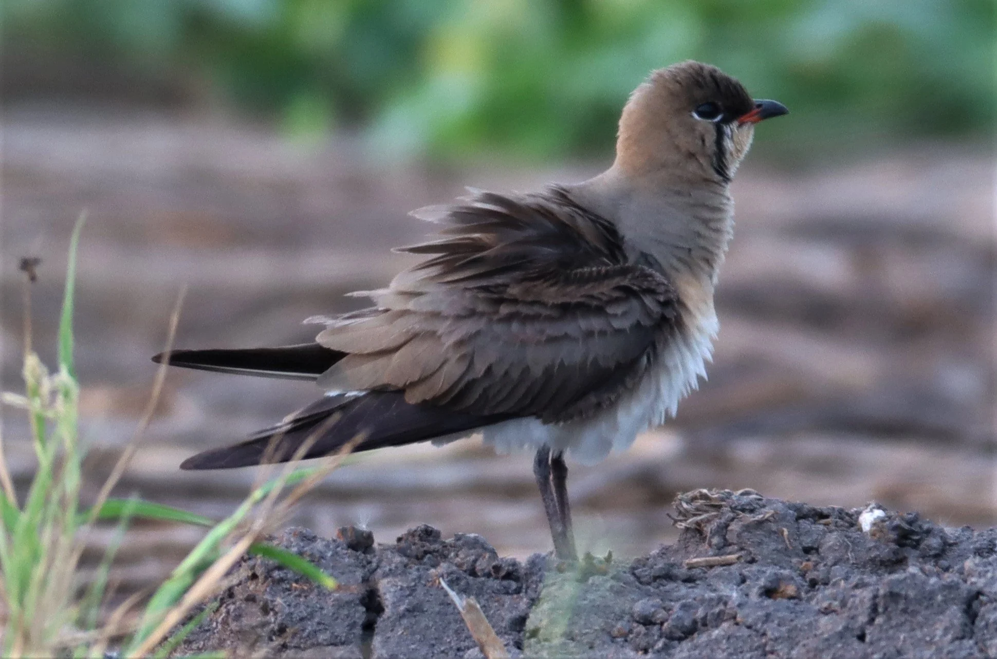 PRATINCOLE - ORIENTAL PRATINCOLE - Glaveola maldivarum -  LAT KRABANG RICE FIELDS (5).jpg