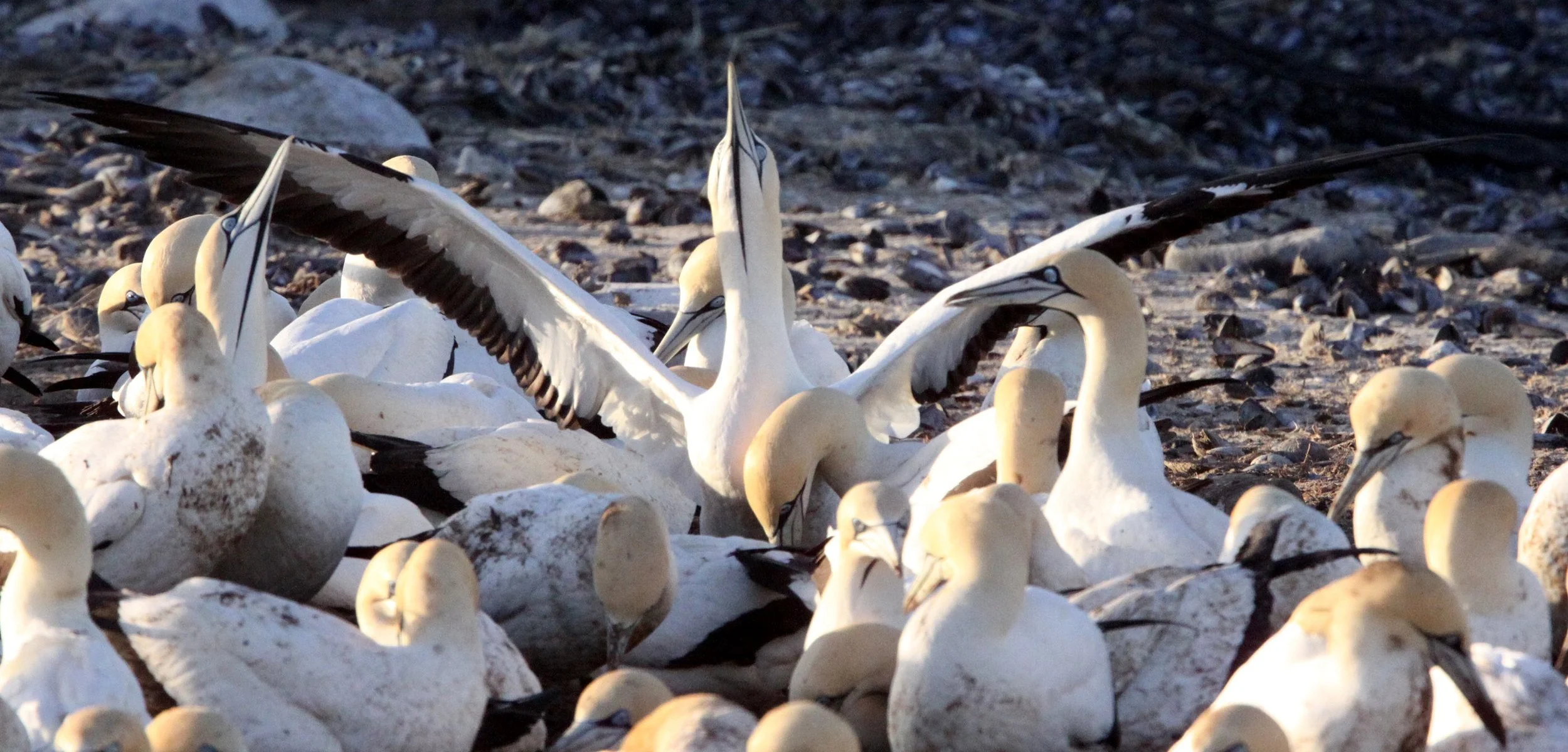 Cape gannet (Morus capensis) Lambert's Bay South Africa (98).JPG