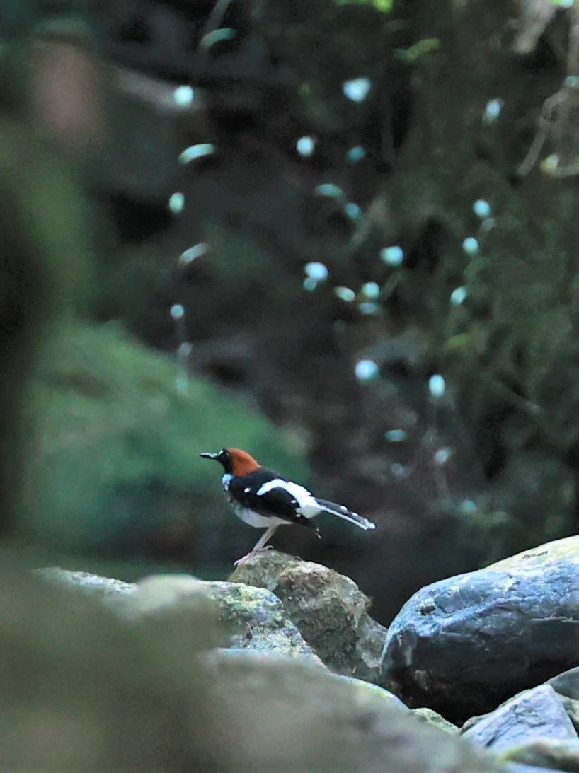 FORKTAIL - Chestnut-naped Forktail - Enicurus ruficapillus - Si Phang Nga National Park, Thailand Feb 18-19, 2023 (36).jpg