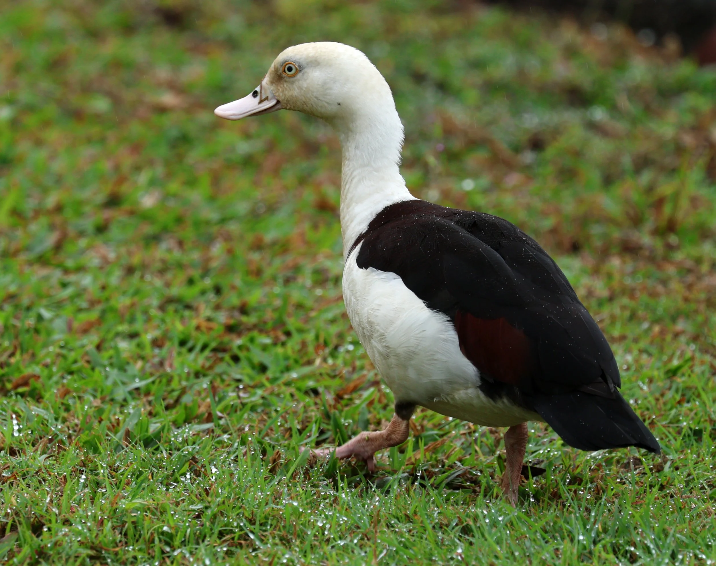 Radjah Shelduck (Tadorna radjah) Daintree Town, Daintree River - Queensland (3).jpg