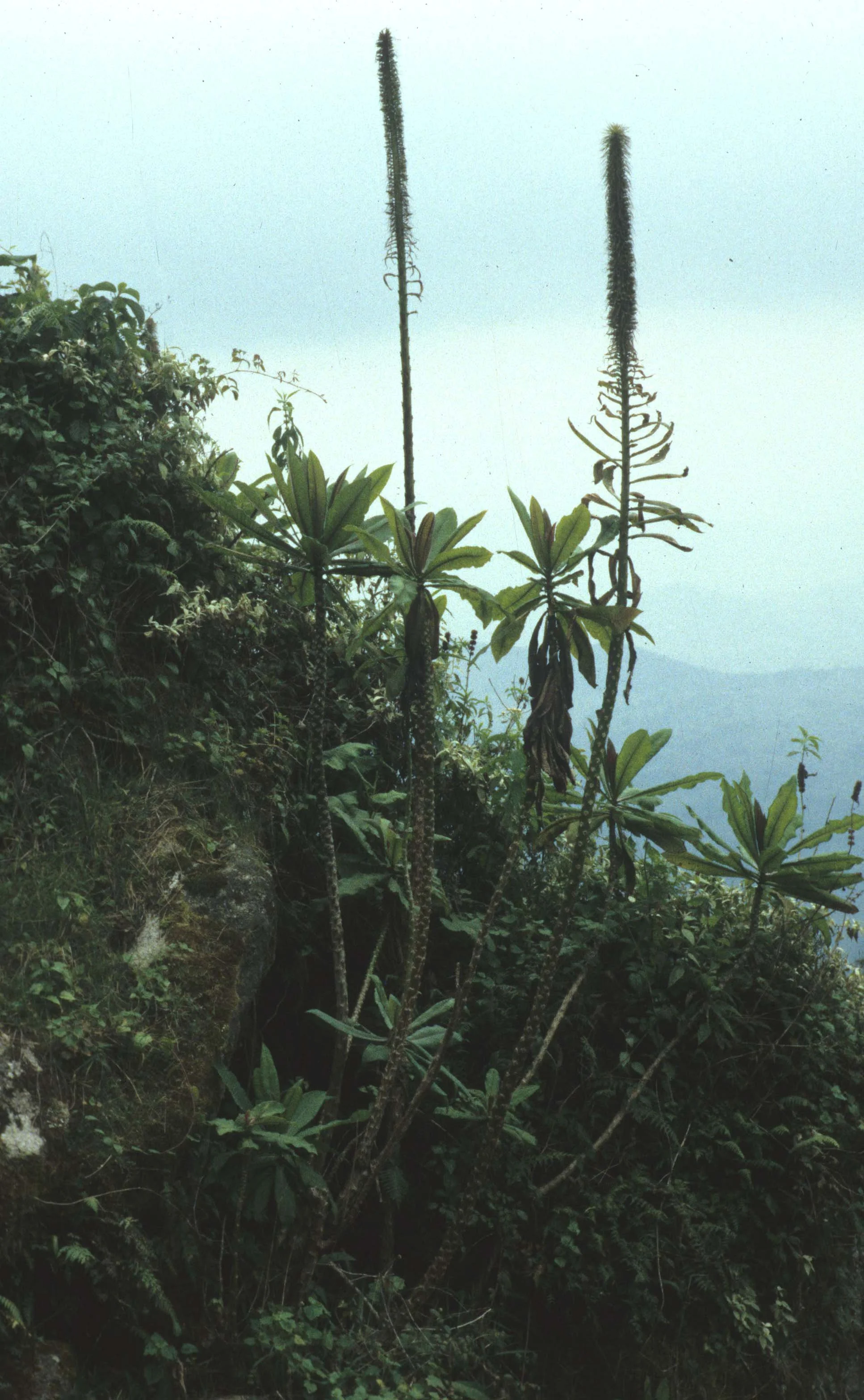 RWANDA - PLANTS - LOBELIA.jpg