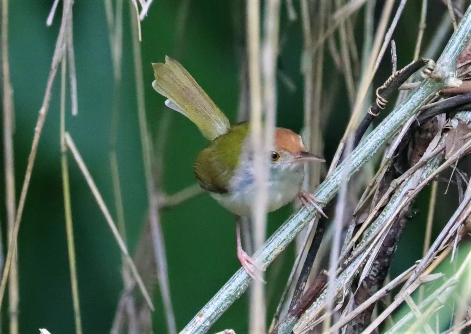 TAILORBIRD - COMMON TAILORBIRD - Orthotomus sutorius - BAAN MAKA - IMAGE BY GIFT (1).jpg
