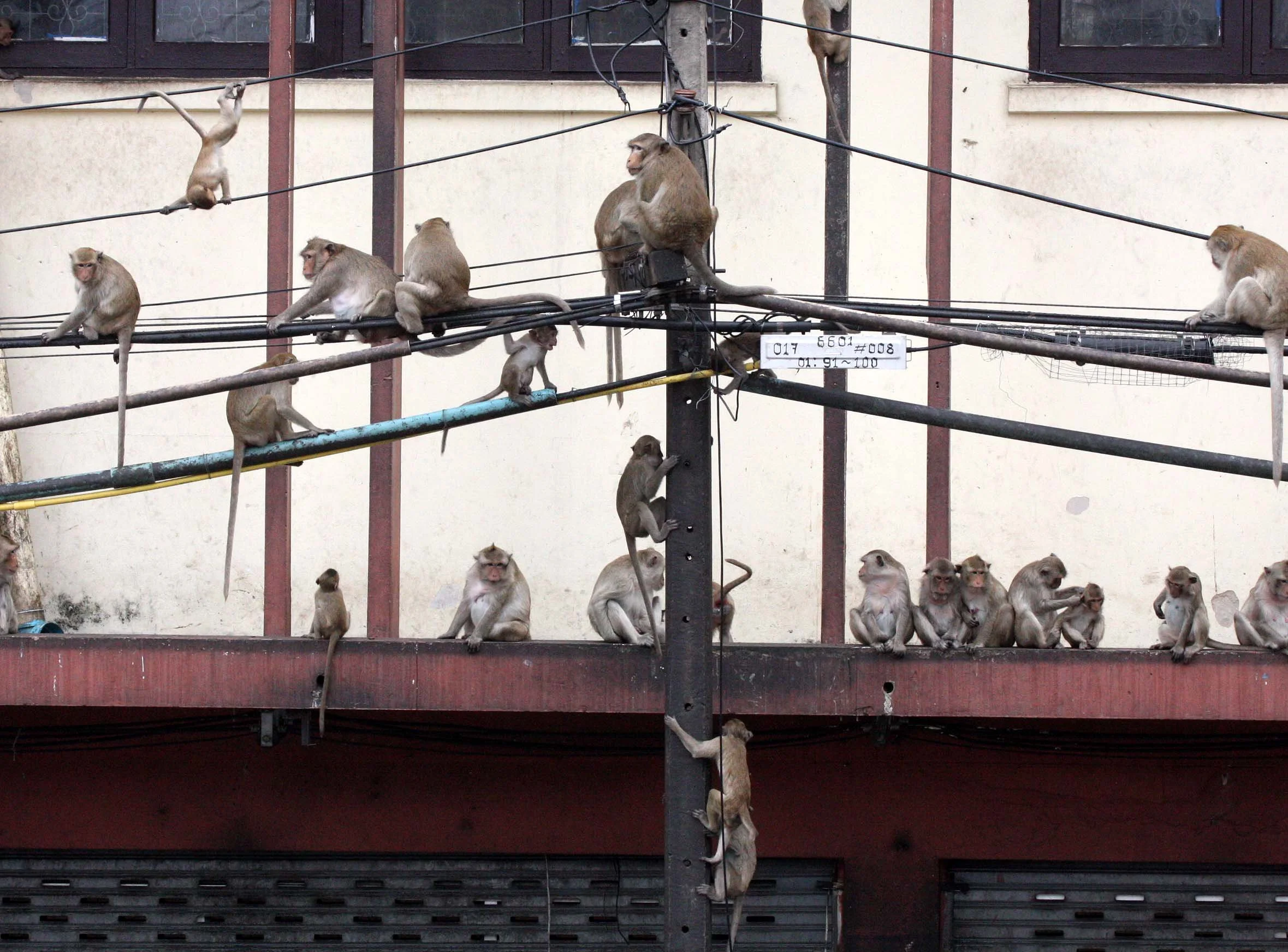 2008 Lopburi Road Trip with Macaques and Temples (40).JPG