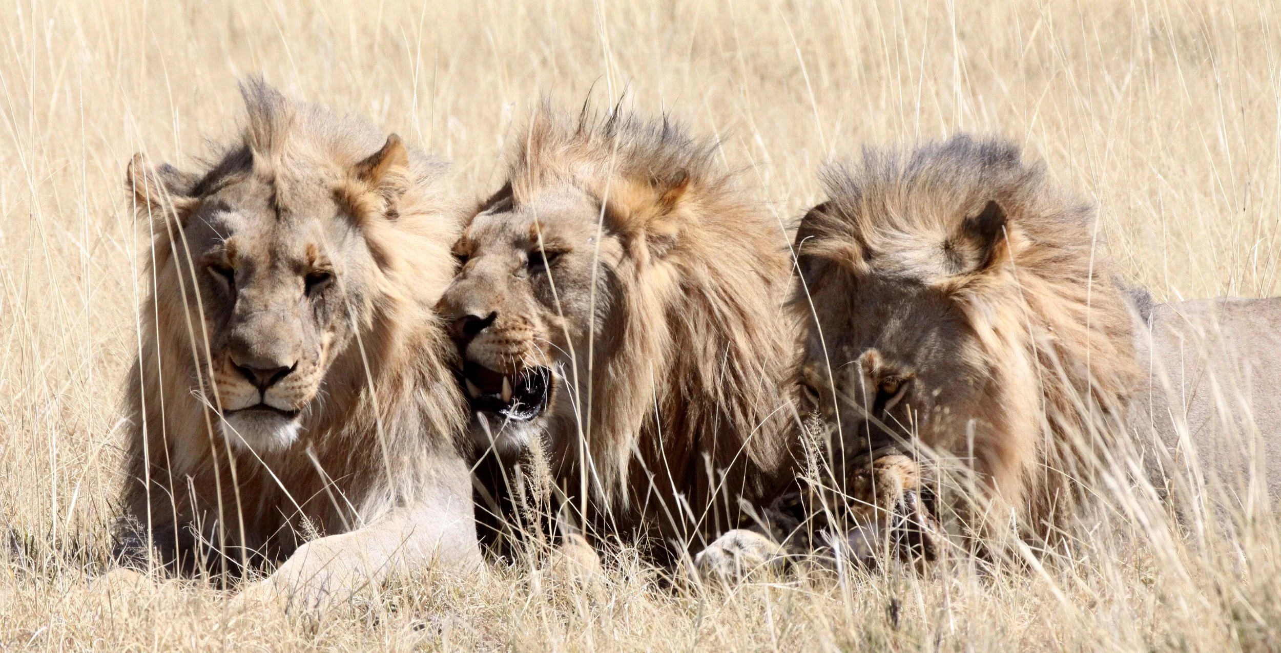Panthera leo melanochaita - AFRICAN LION - THREE MALES - ETOSHA NATIONAL PARK NAMIBIA (99).JPG