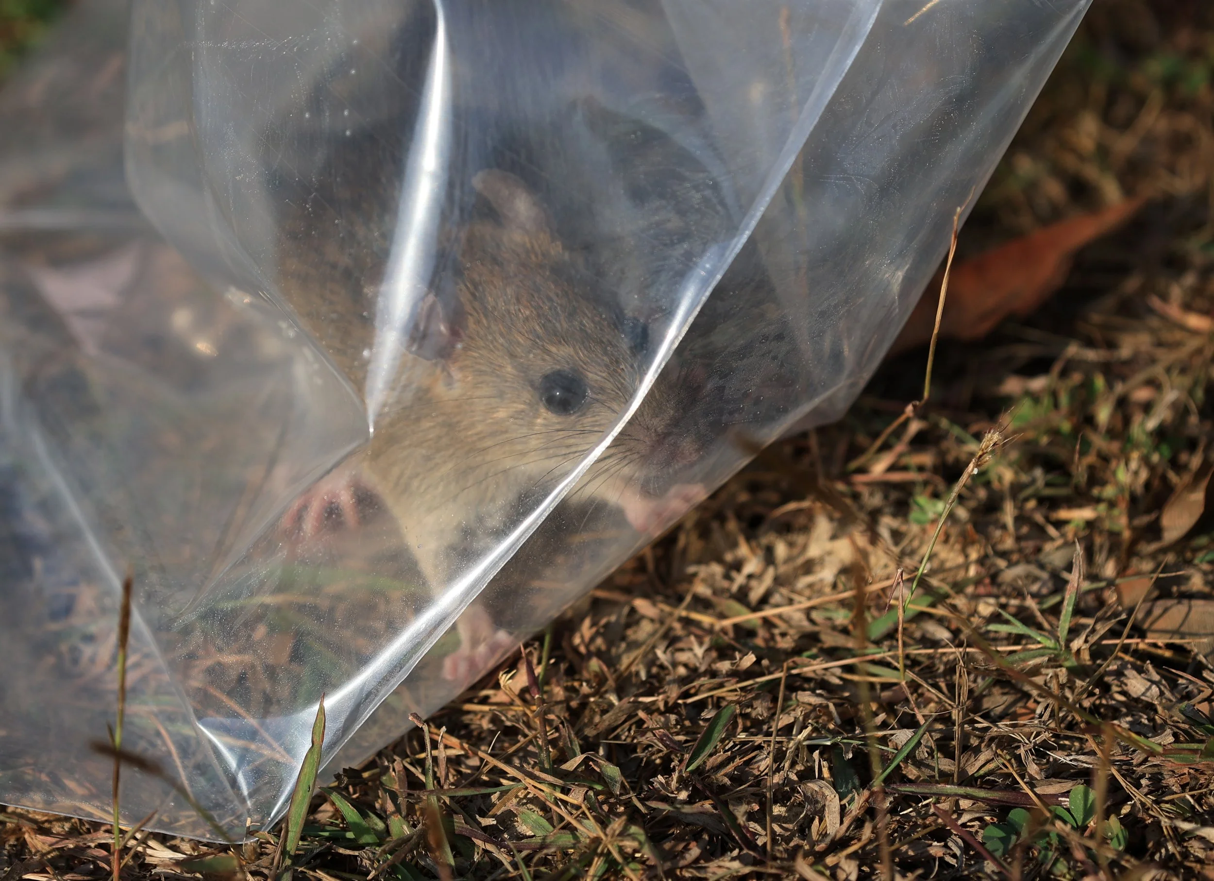 Little Indochinese Field Rat (Rattus sakeratensis) Kaeng Krachan National Park ESS Expedition 2026 (2).jpg