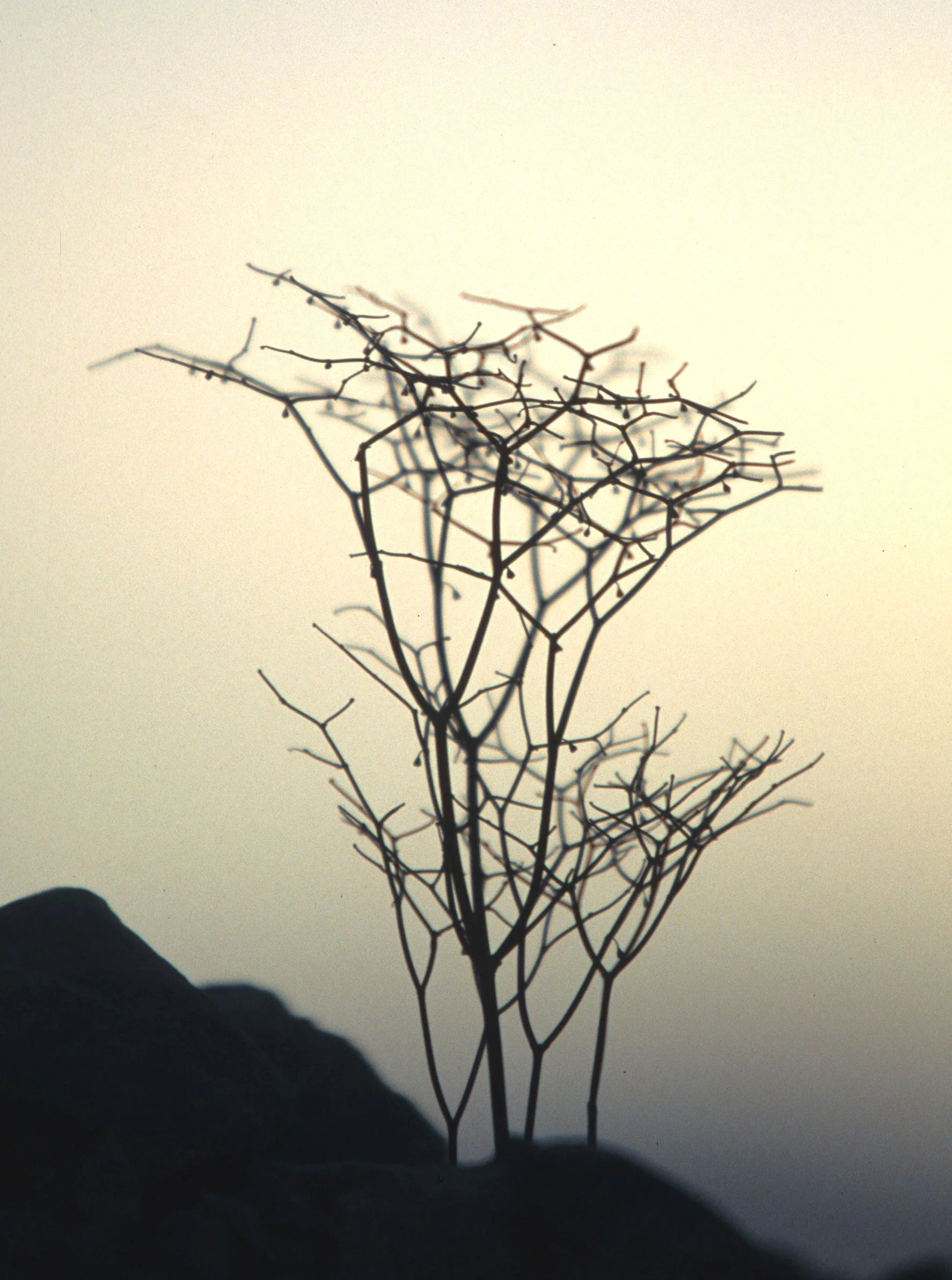 DEATH VALLEY - ERIOGONUM SPECIES - FLATCROWNED ERIOGONUM B.jpg