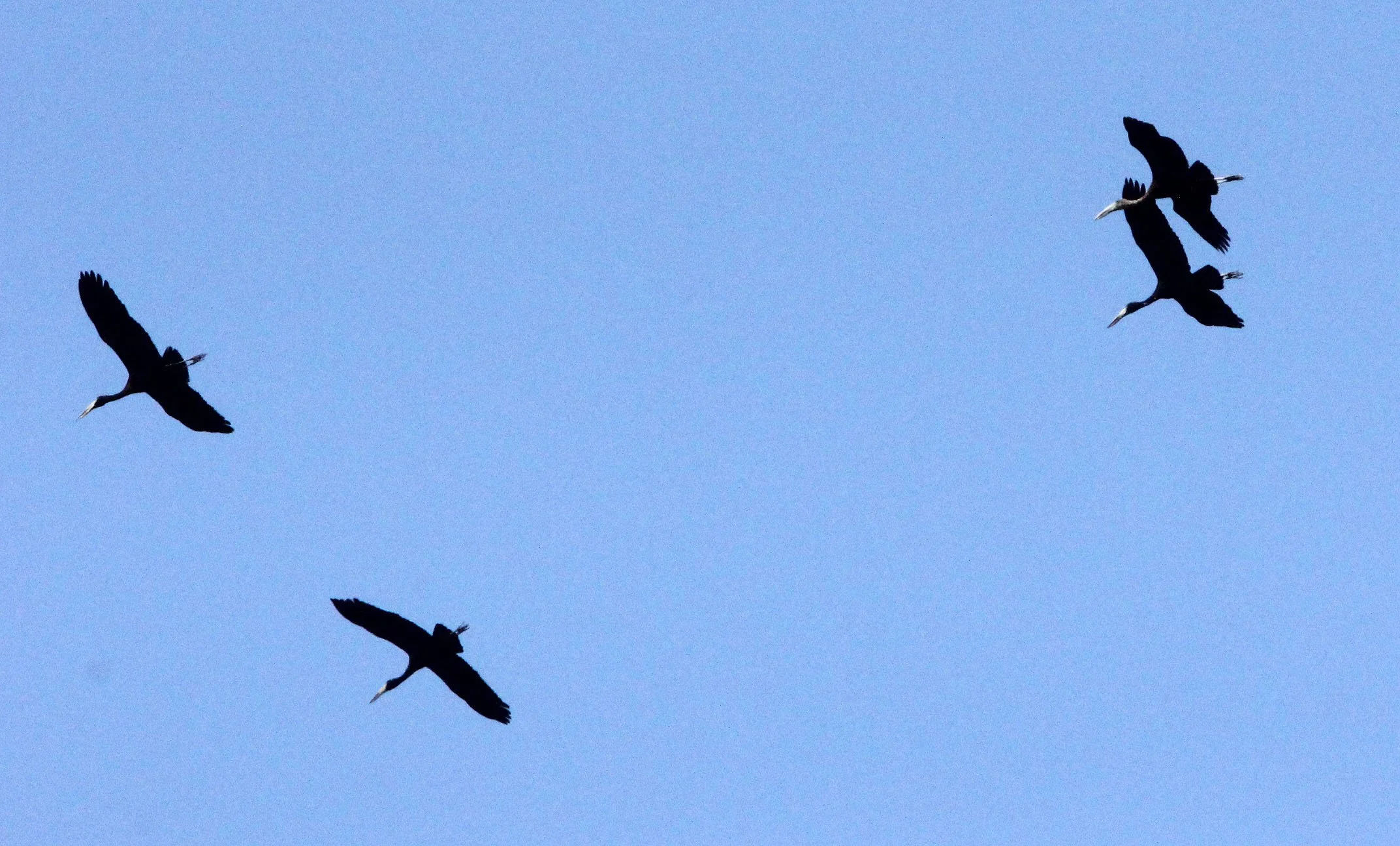 STORK - AFRICAN OPENBILL STORK - Anastomus lamelligerus - BALE MOUNTAINS NATIONAL PARK ETHIOPIA (6).JPG