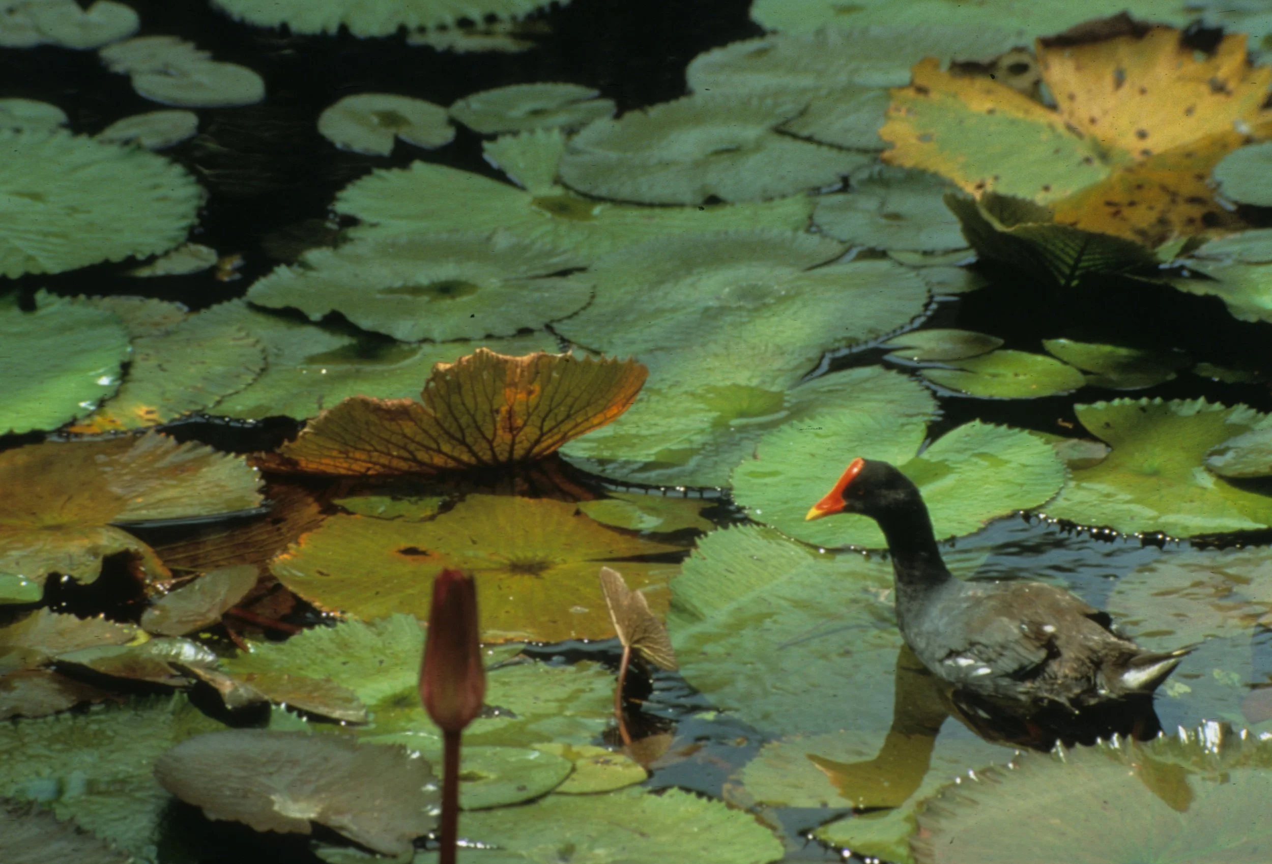 BIRD - COMMON MOORHEN.jpg