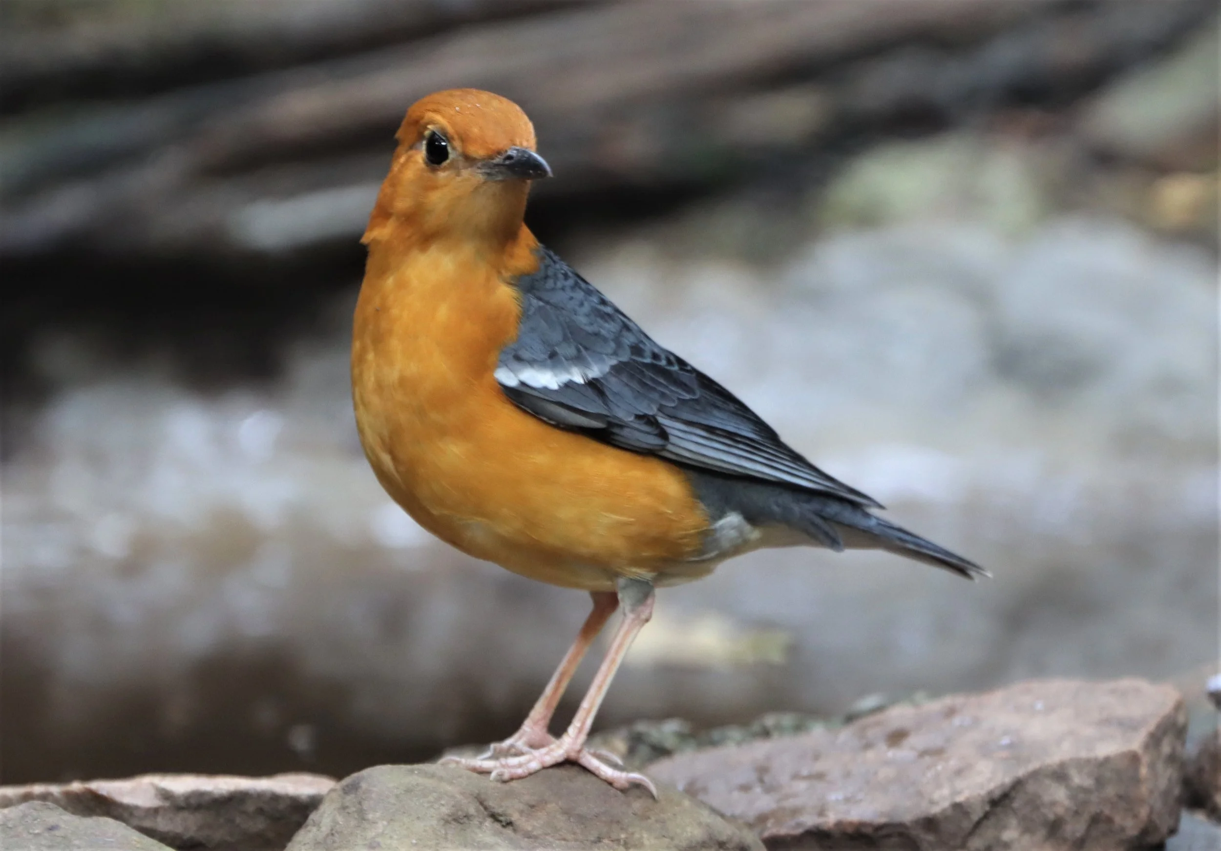 Orange-headed Thrush (Zoothera citrina) Neung Hide Kaeng Krachan NP (18).jpg
