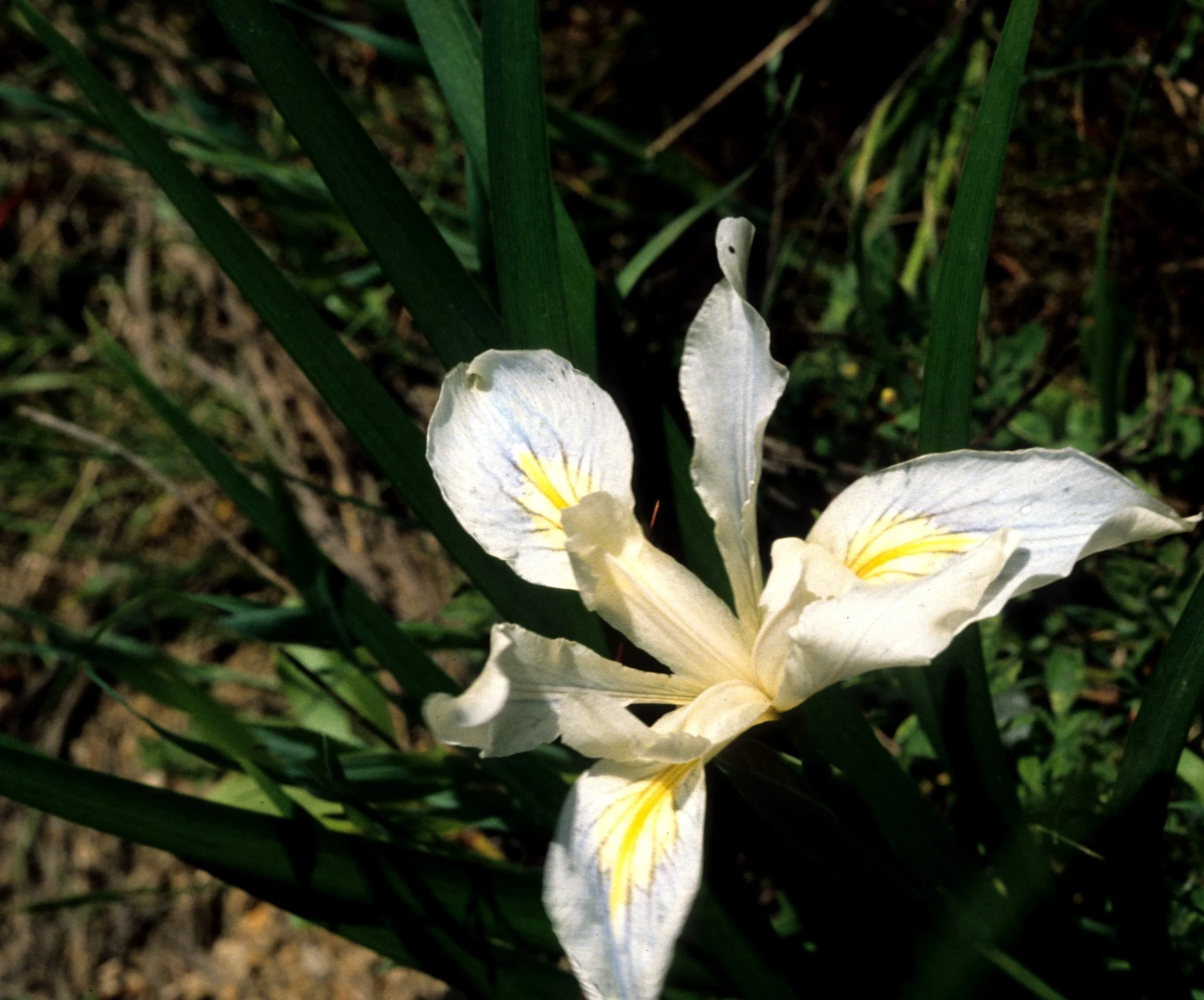 CALIFORNIA - POINT REYES - IRIS DOUGLASII - DOUGLAS IRIS.jpg